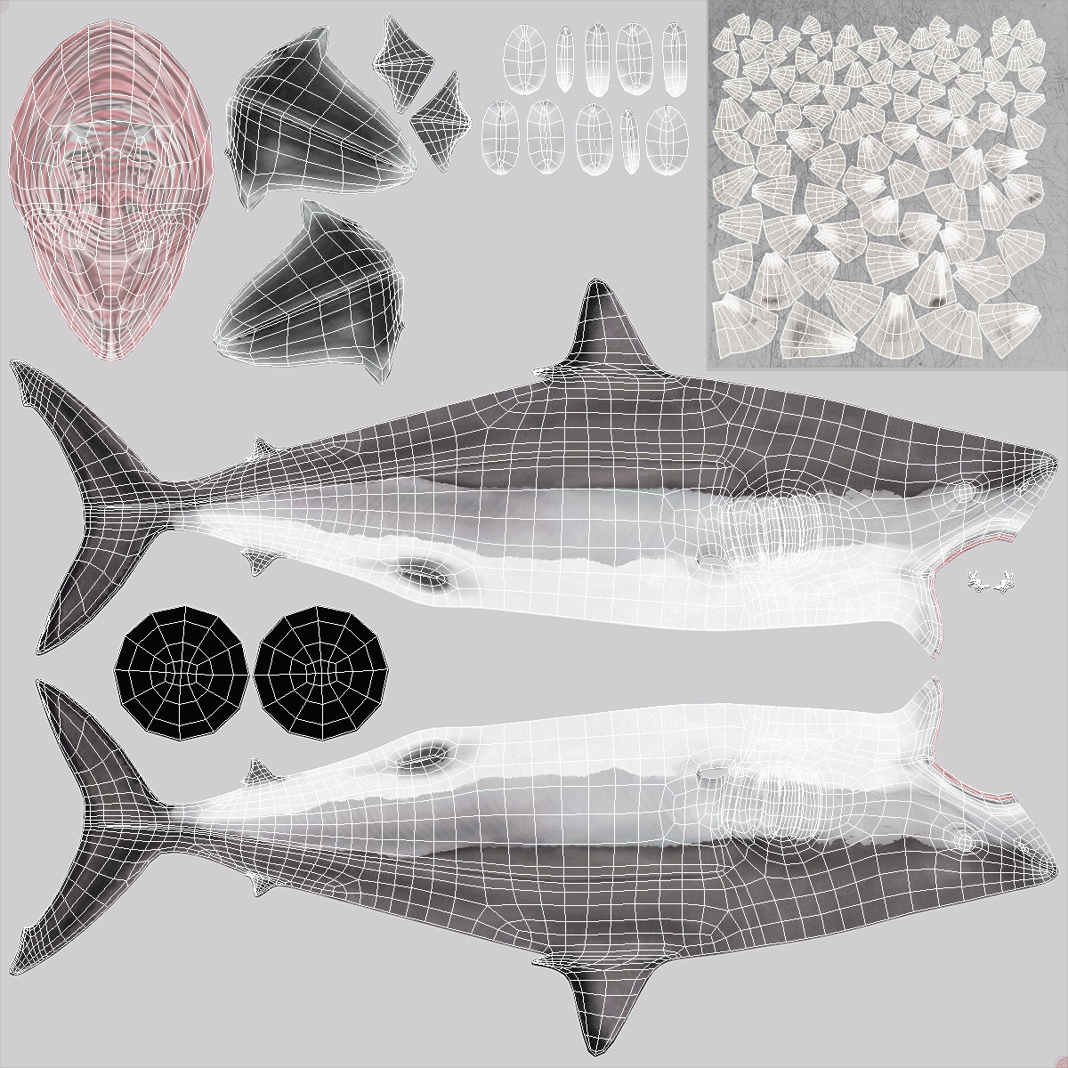 3D Isurus Oxyrinchus Shark model