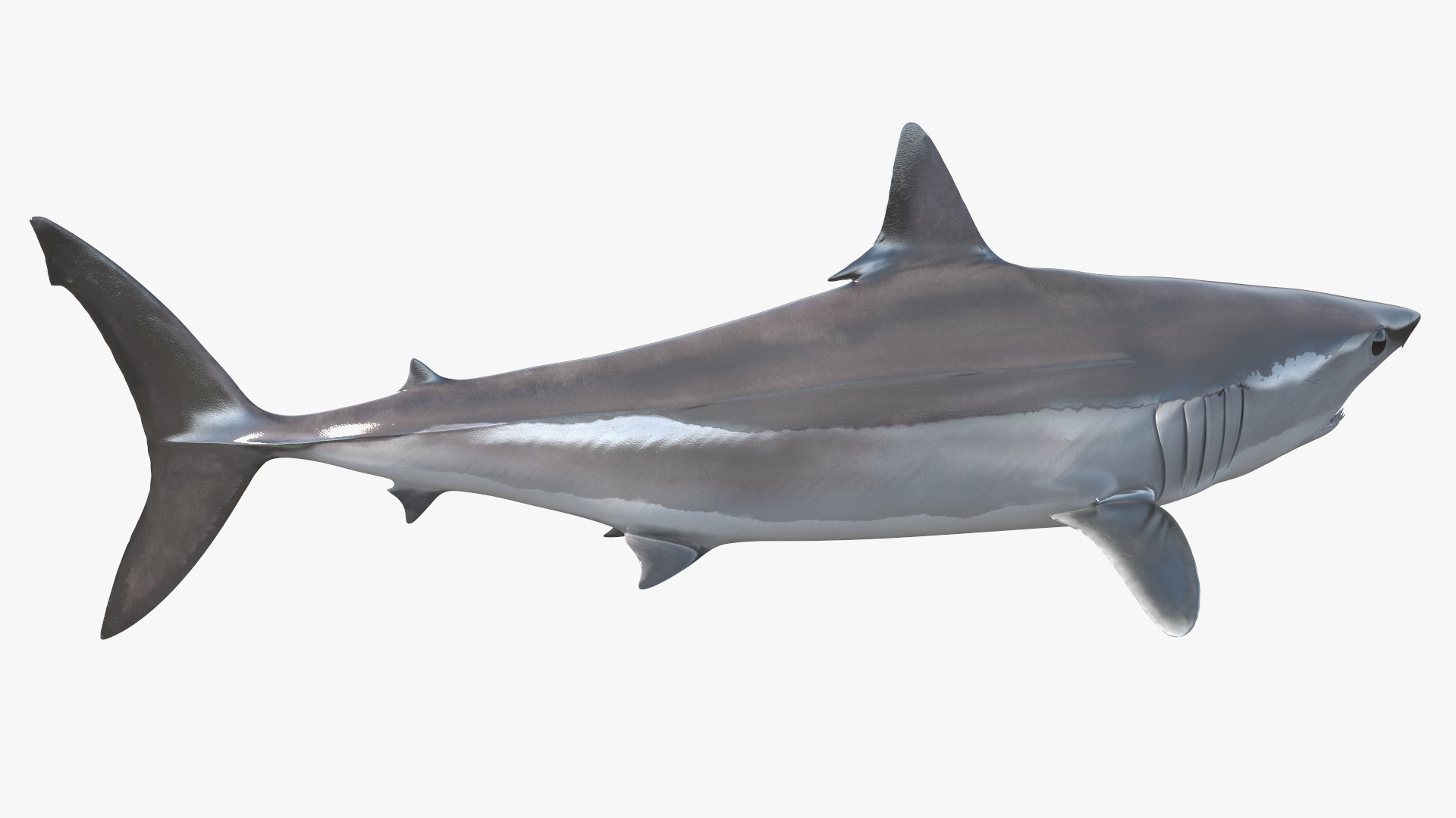 3D Isurus Oxyrinchus Shark model