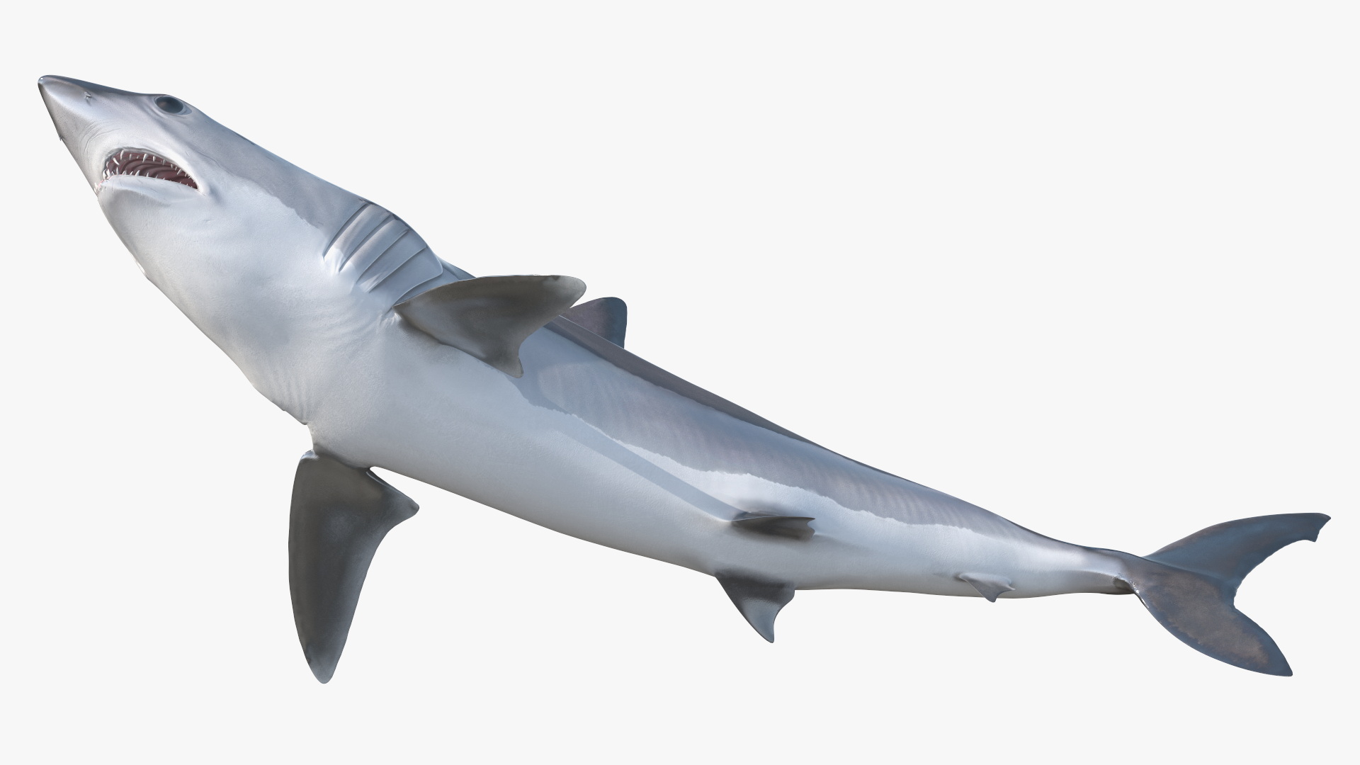 3D Isurus Oxyrinchus Shark model