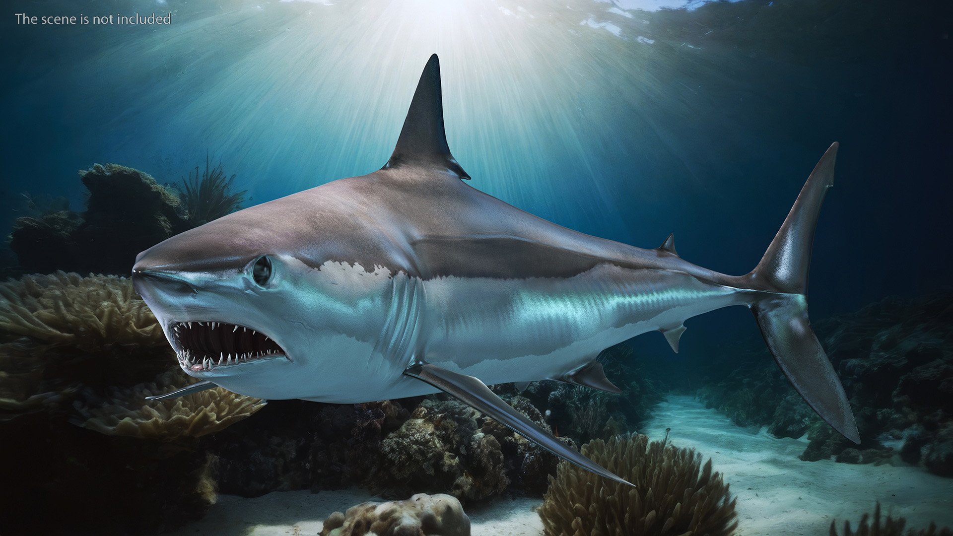 3D Isurus Oxyrinchus Shark model