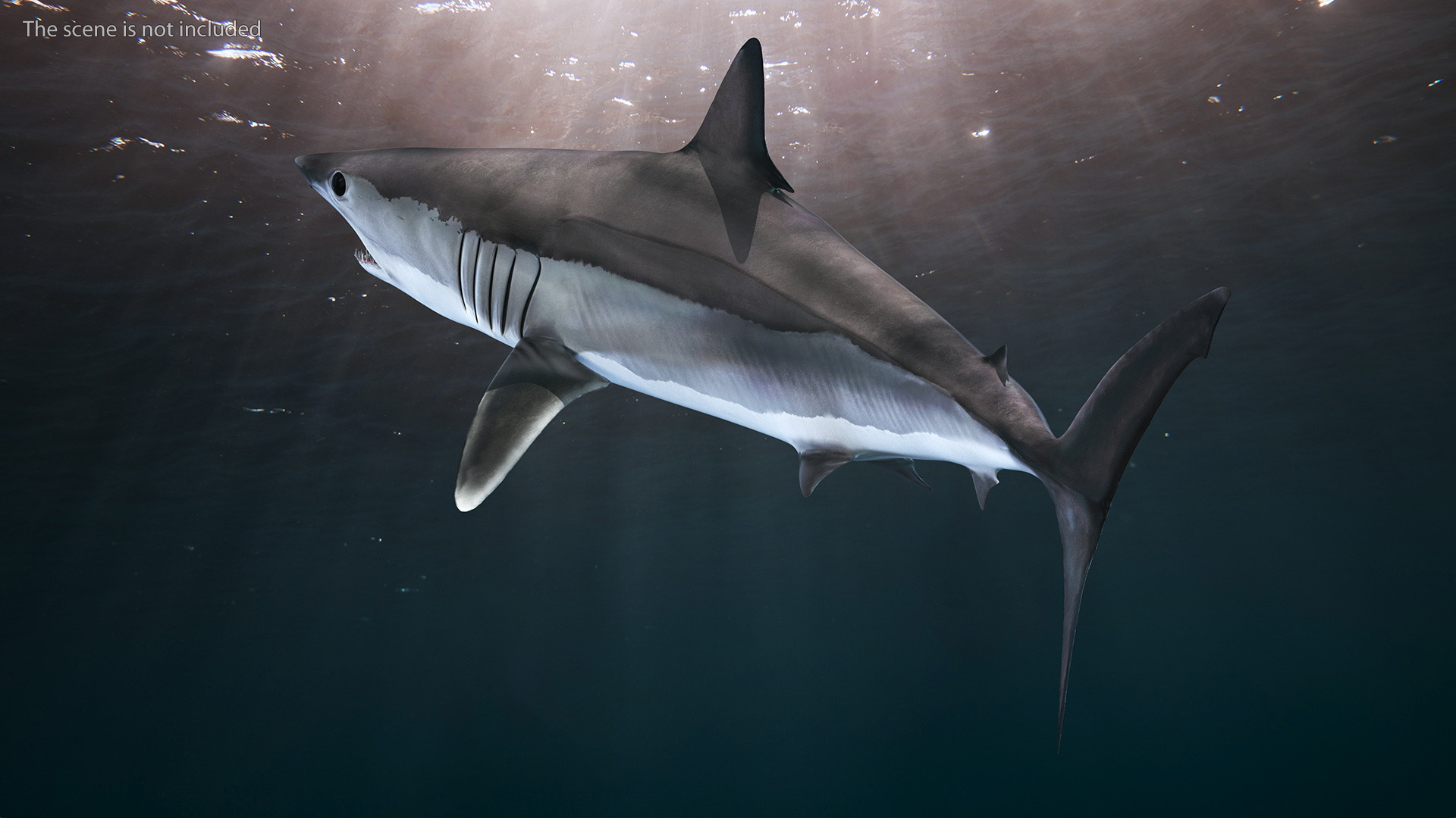 3D Isurus Oxyrinchus Shark model