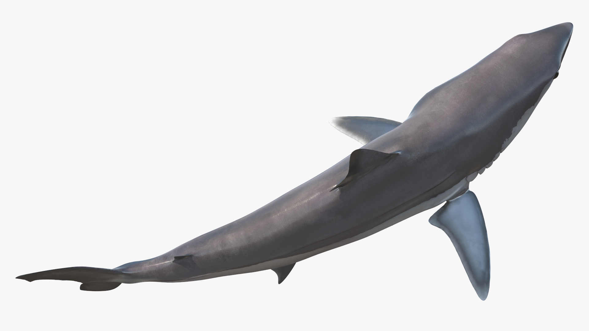 3D Isurus Oxyrinchus Shark model