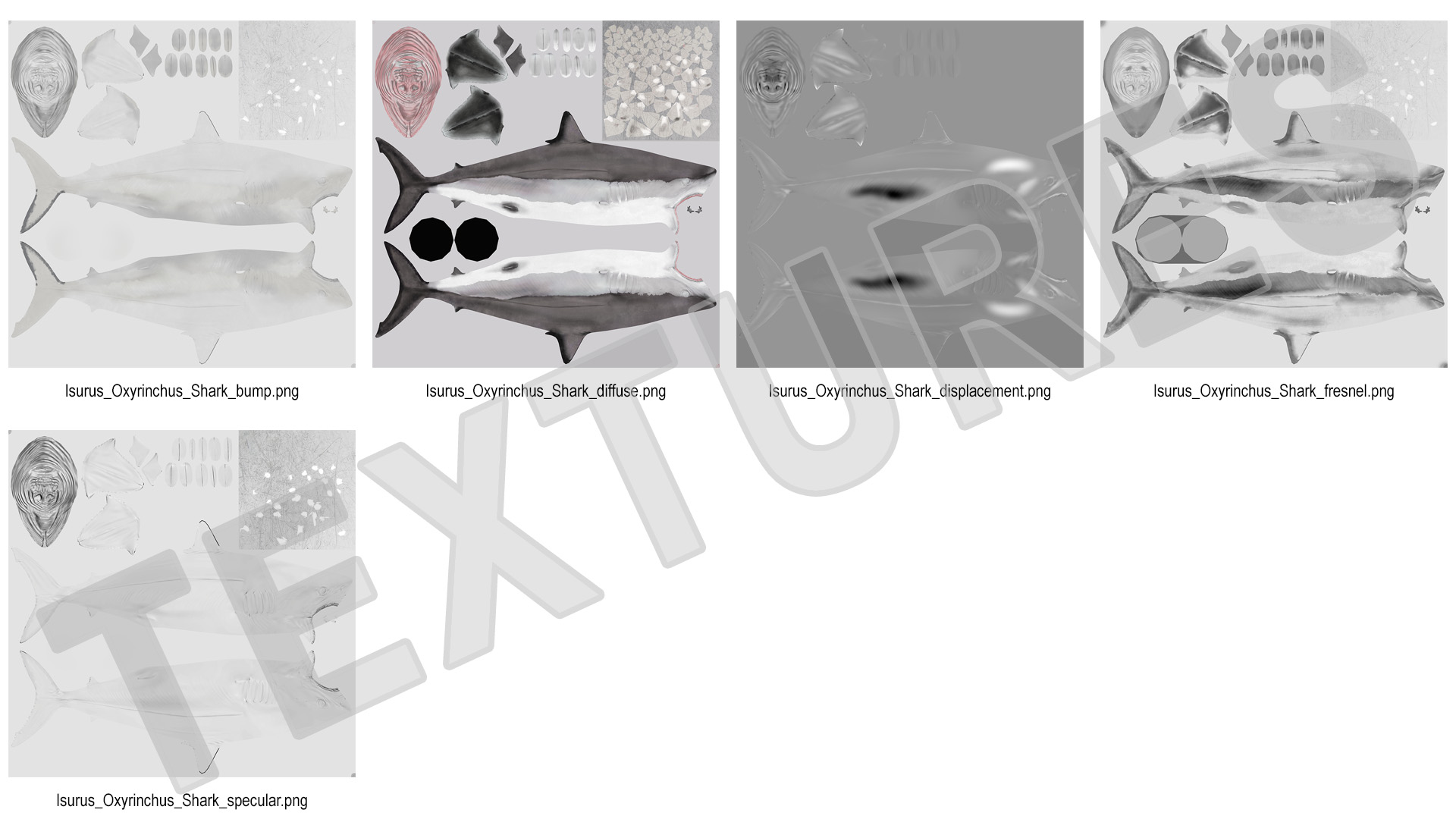3D Isurus Oxyrinchus Shark model