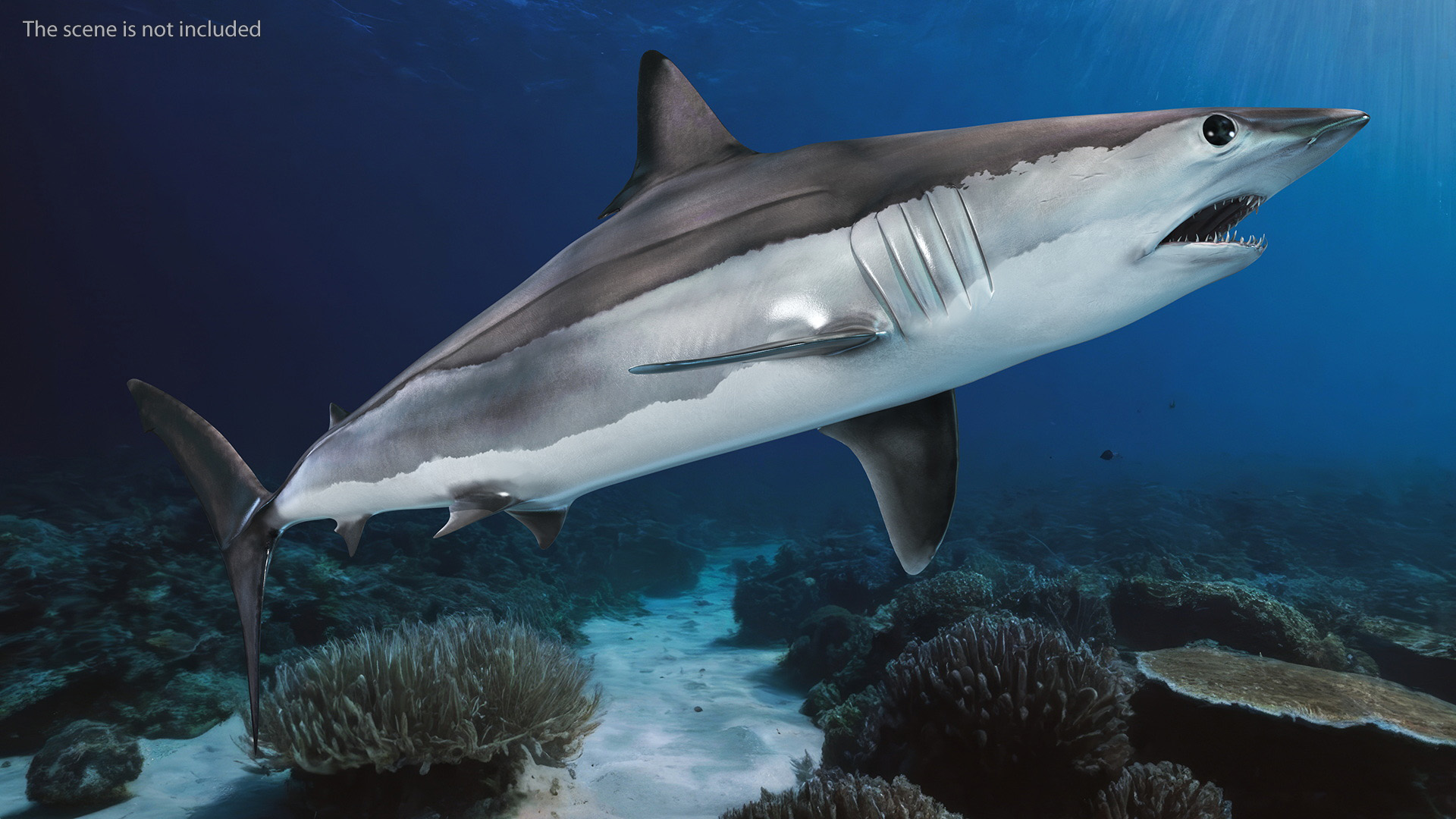 3D Isurus Oxyrinchus Shark model