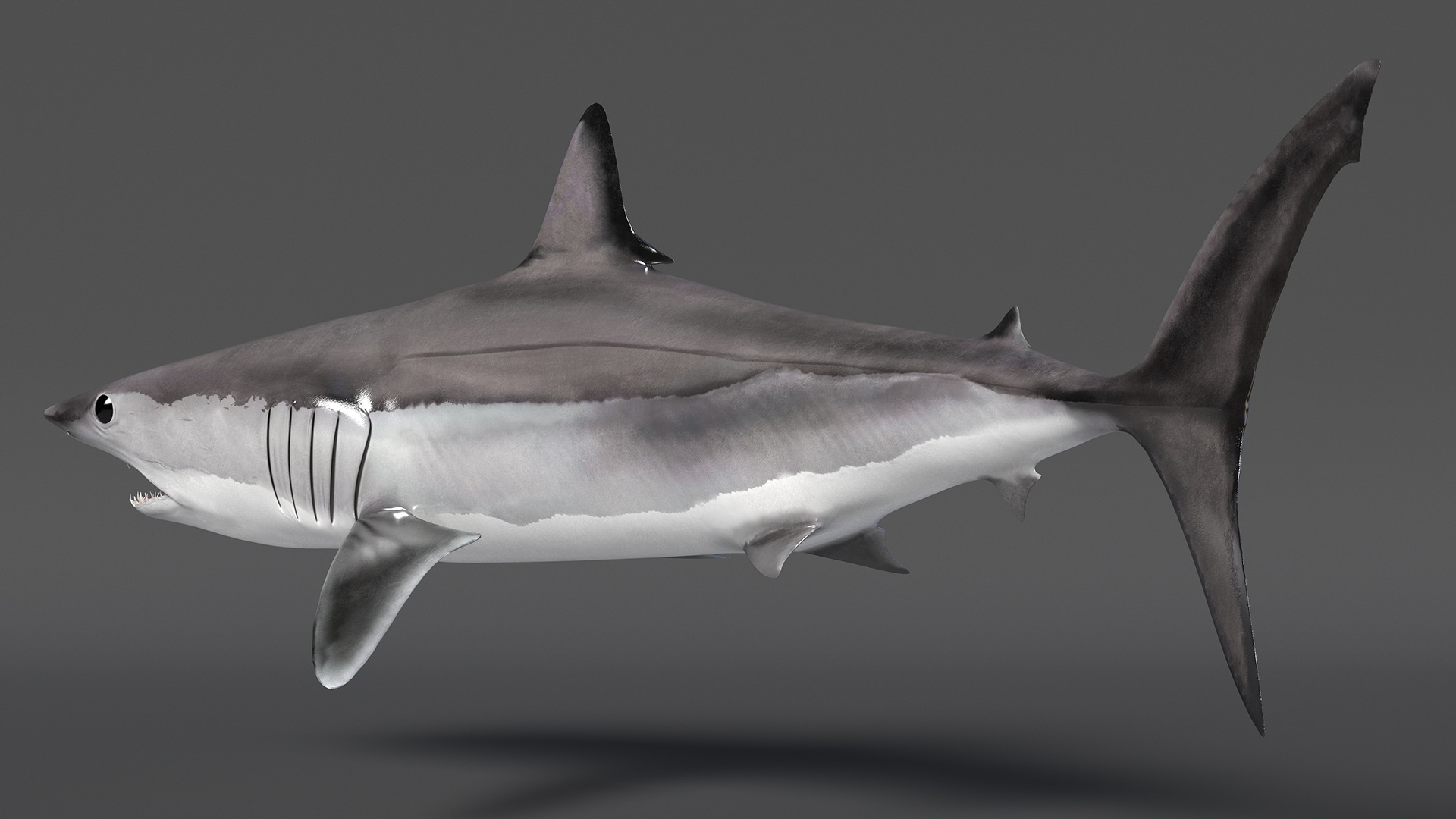 3D Isurus Oxyrinchus Shark model