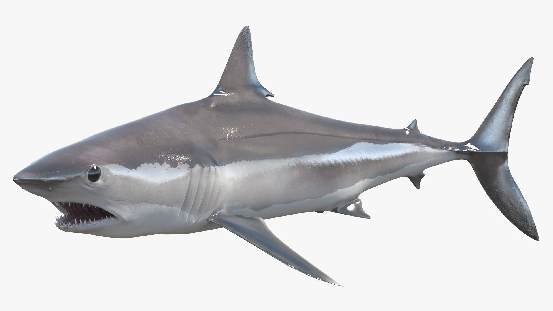 3D Isurus Oxyrinchus Shark model