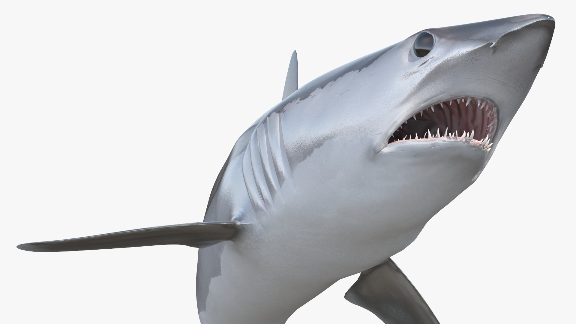 3D Isurus Oxyrinchus Shark model