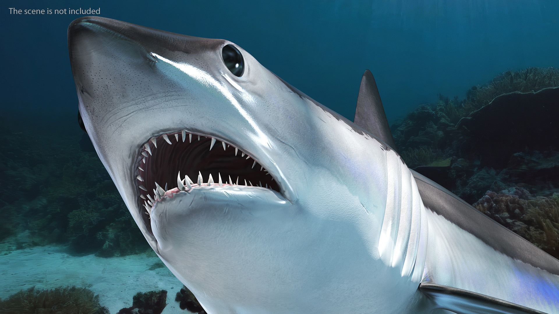 3D Isurus Oxyrinchus Shark model