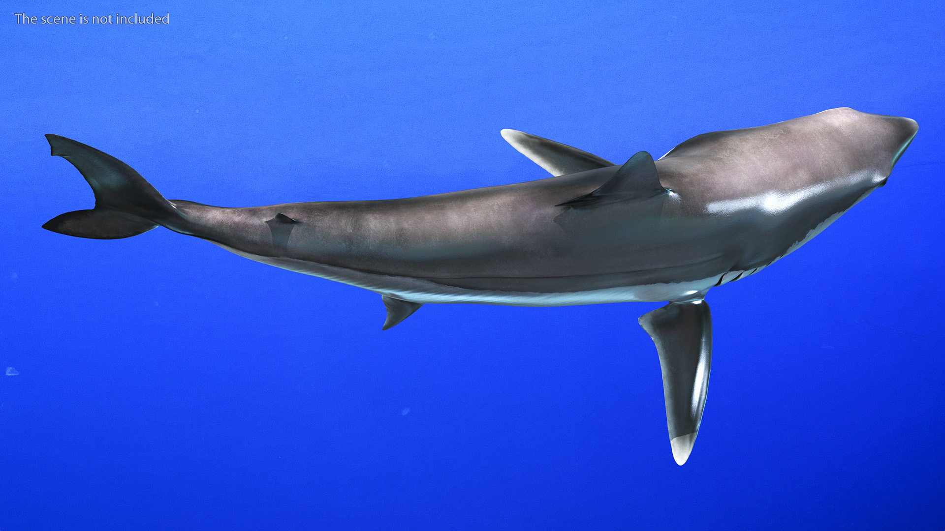 3D Isurus Oxyrinchus Shark model