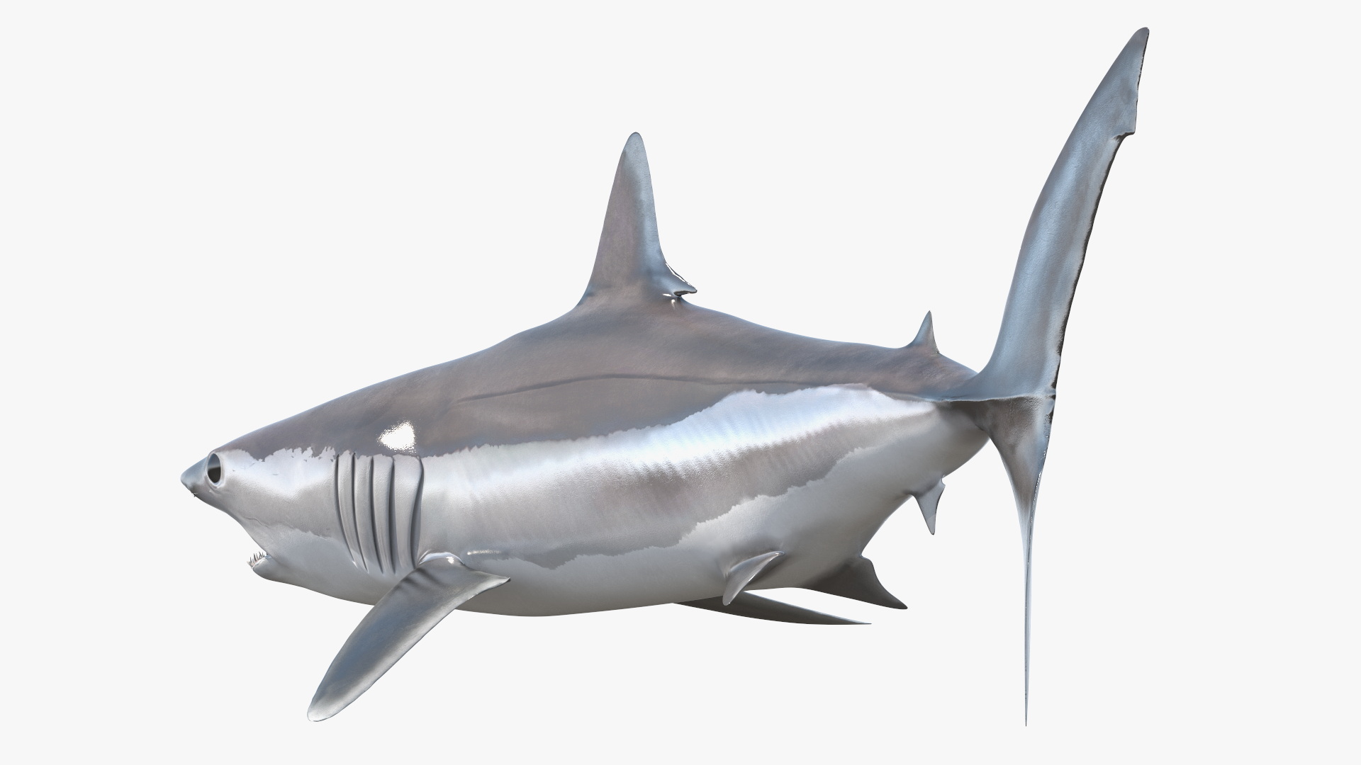 3D Isurus Oxyrinchus Shark model