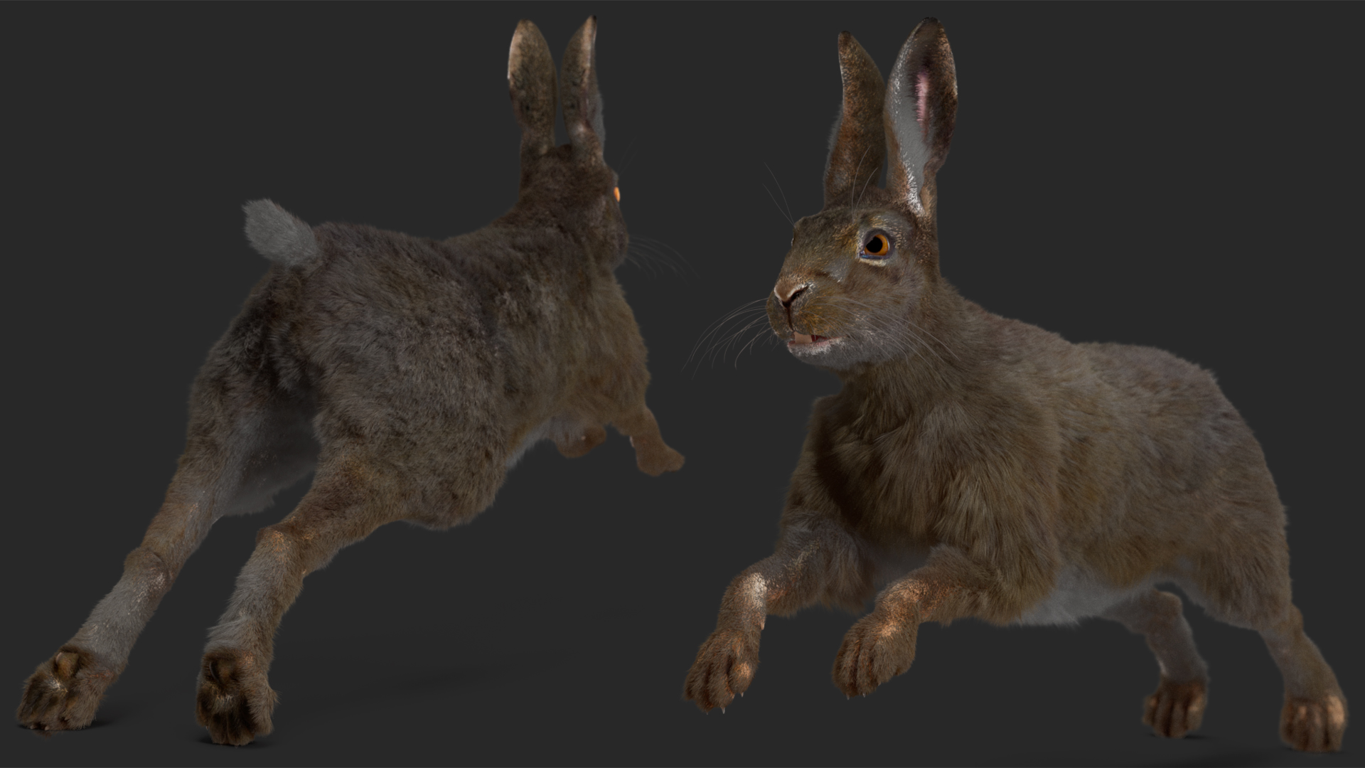 Hare with Fur Animated 3D