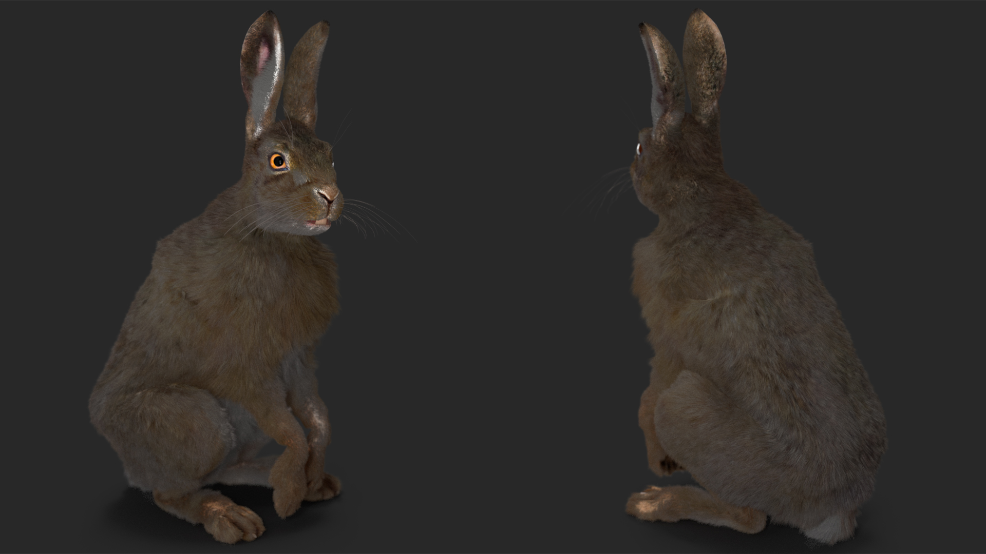 Hare with Fur Animated 3D