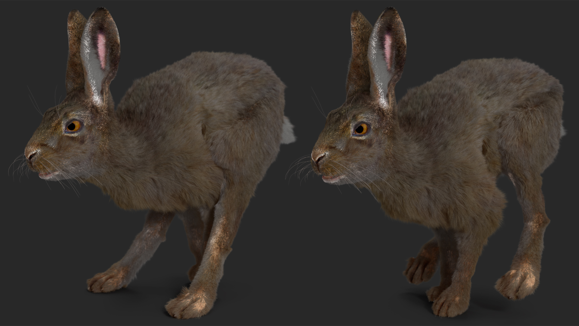 Hare with Fur Animated 3D
