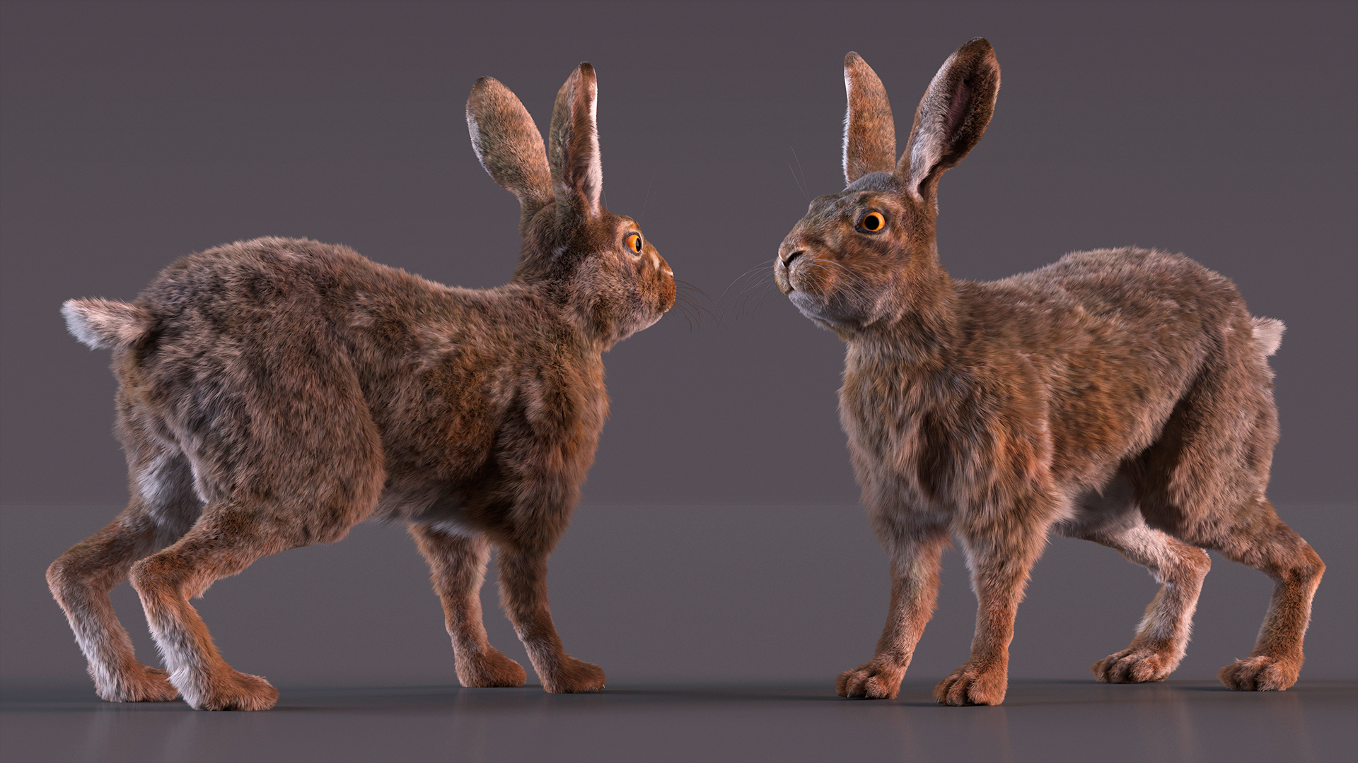 Hare with Fur Animated 3D
