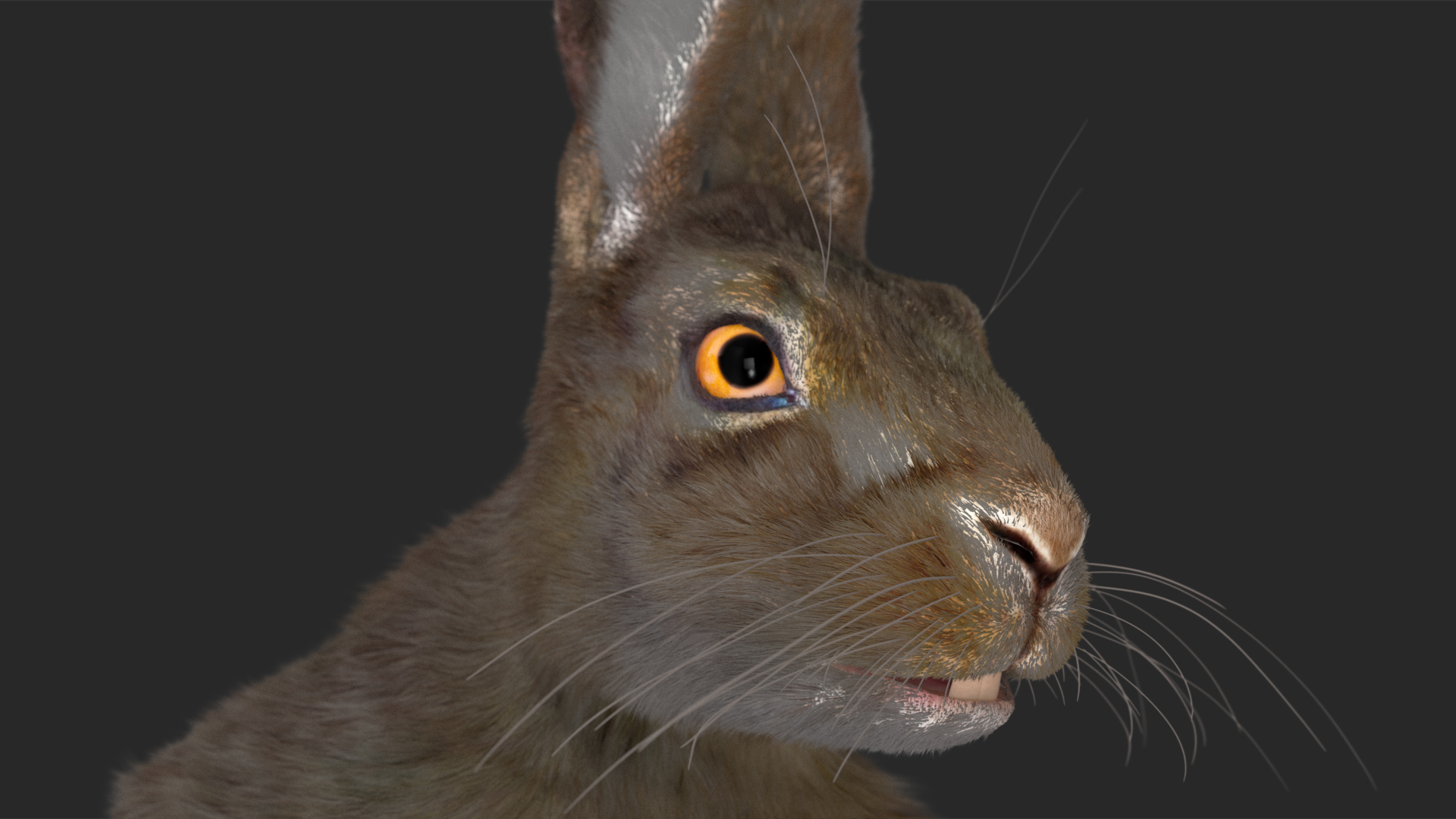 Hare with Fur Animated 3D