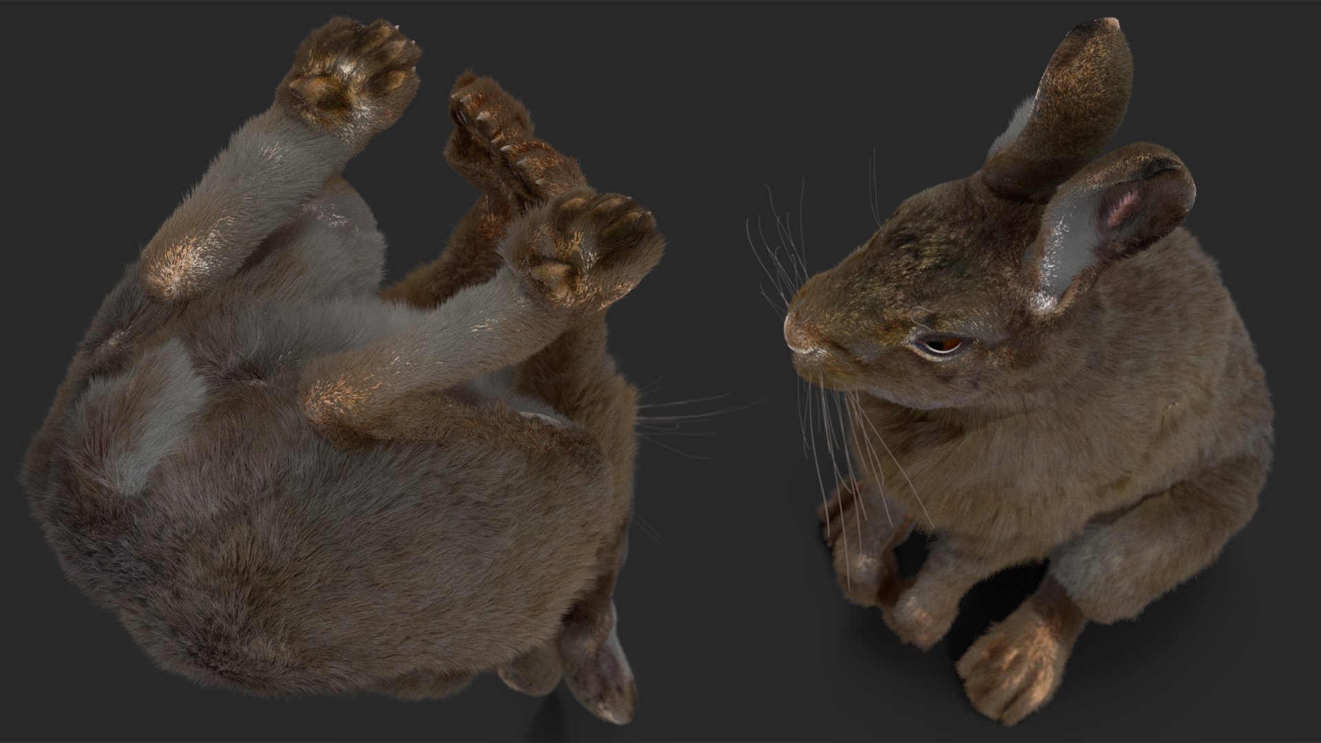 Hare with Fur Animated 3D