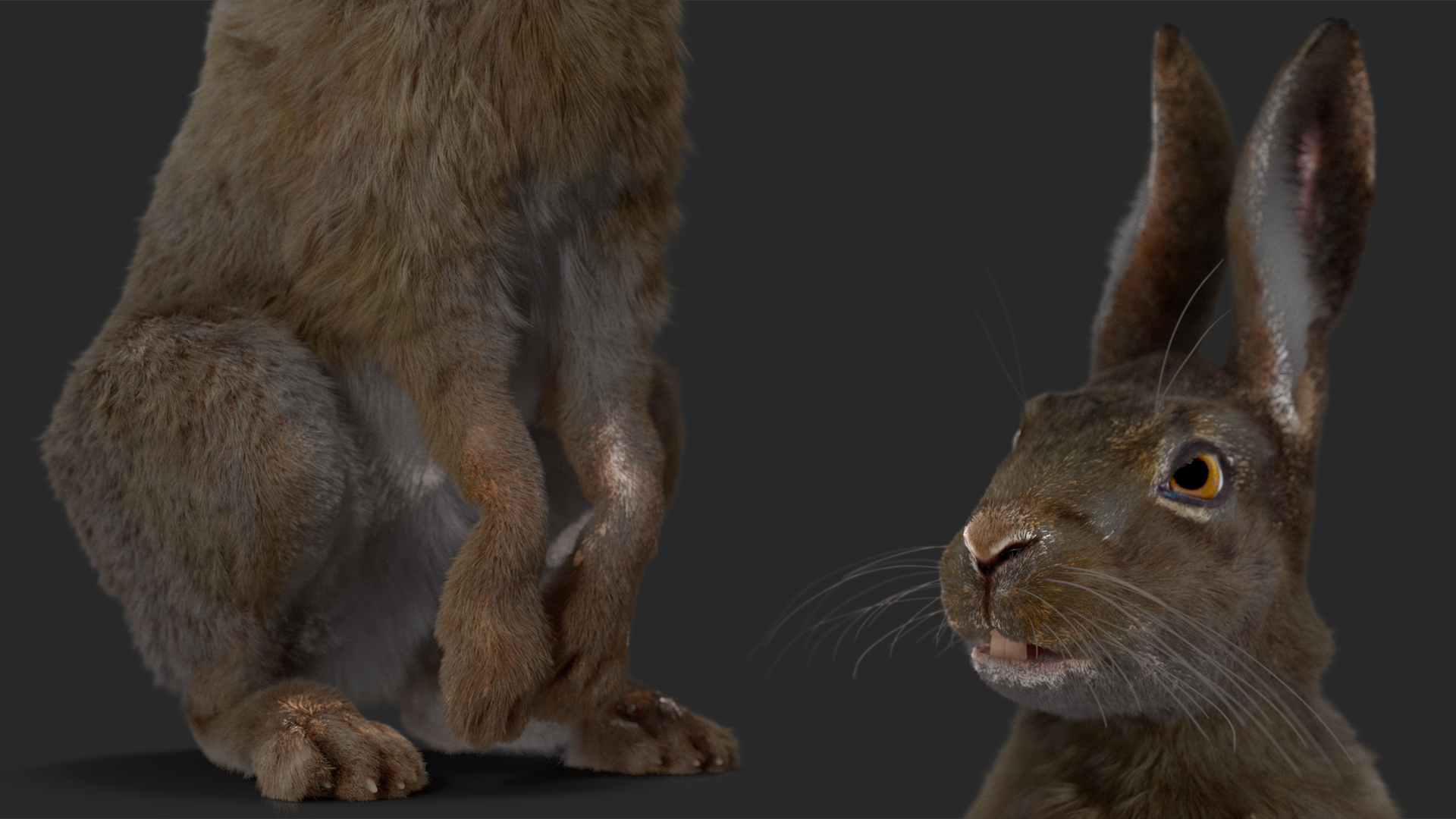 Hare with Fur Animated 3D