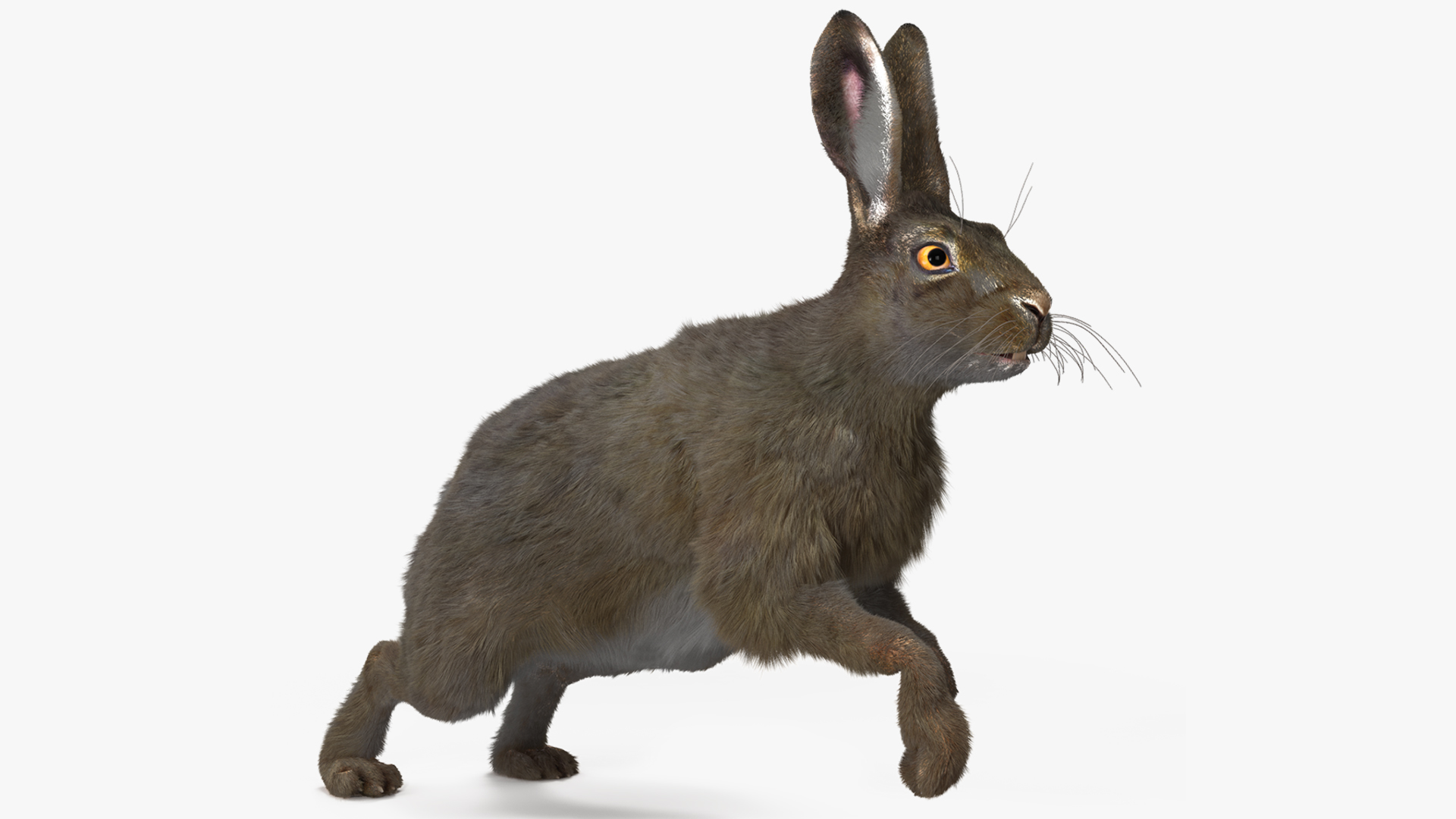 Hare with Fur Animated 3D