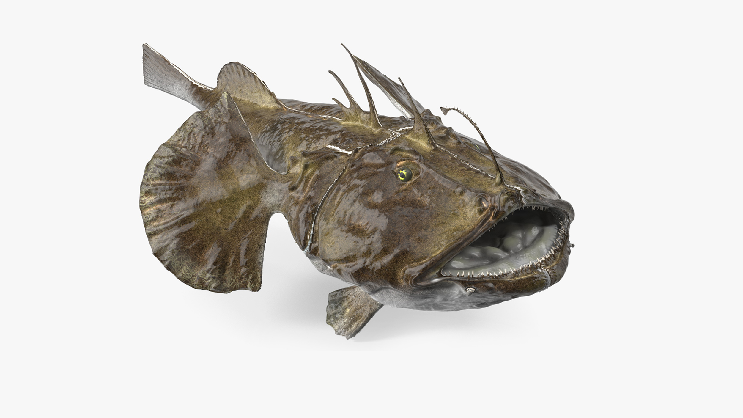 Angler Rigged for Maya 3D