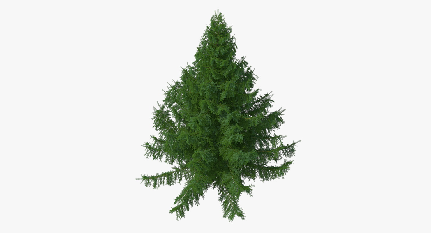 White Spruce Tree 3D