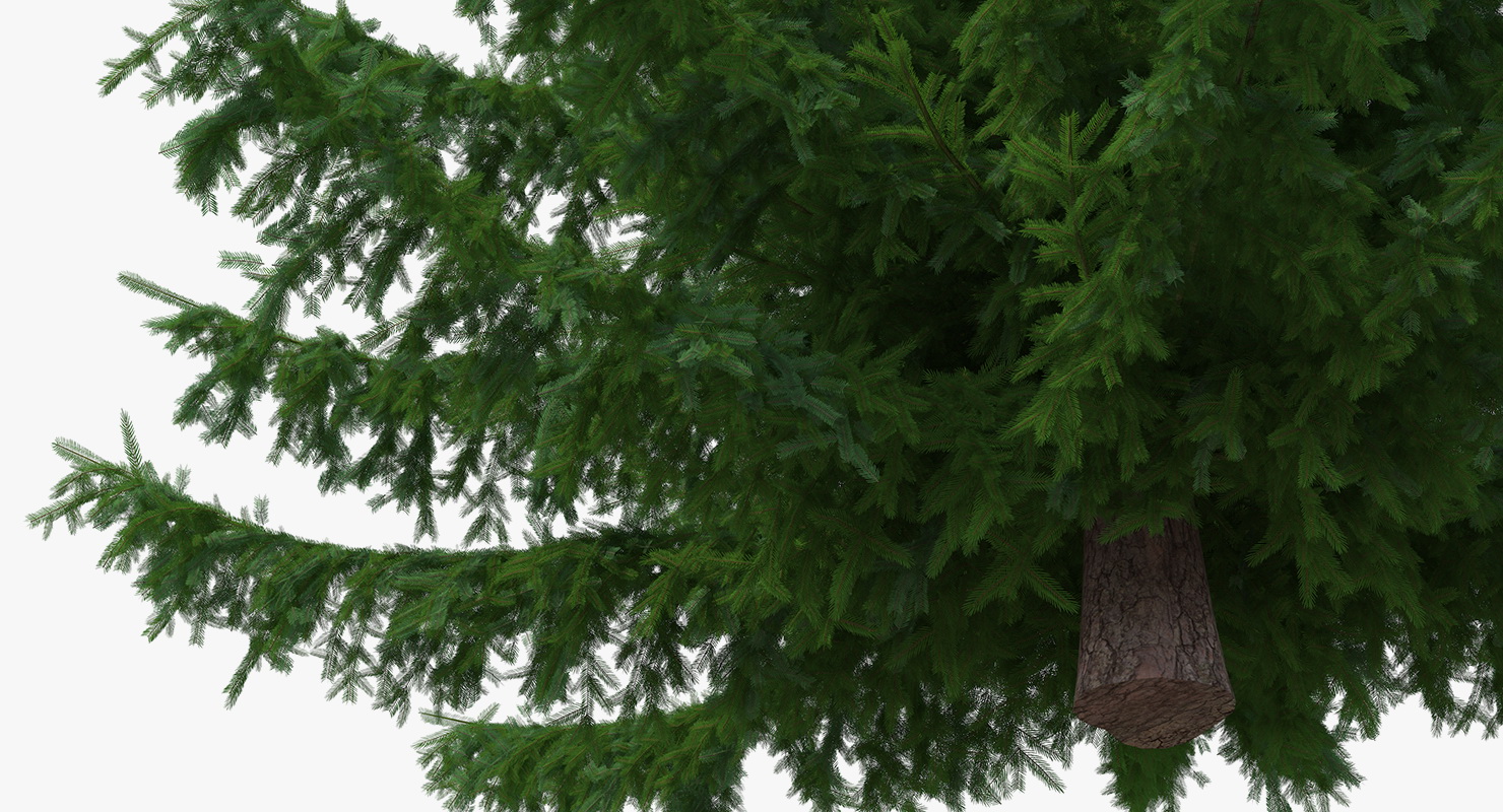 White Spruce Tree 3D