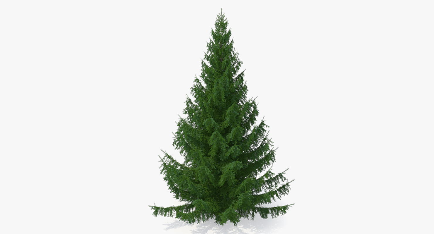 White Spruce Tree 3D