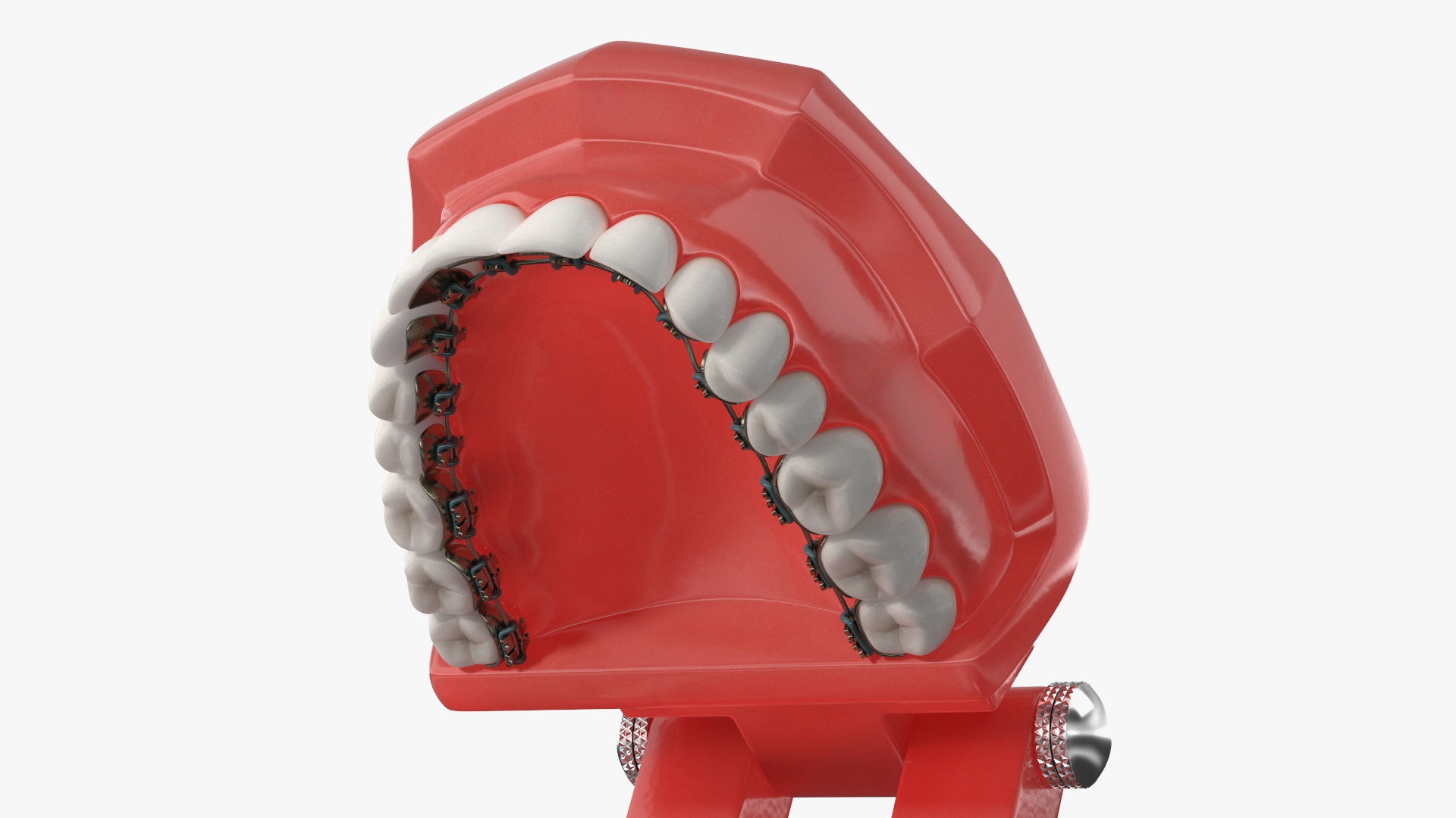 3D Lingual Braces on Typodont Teeth Model model