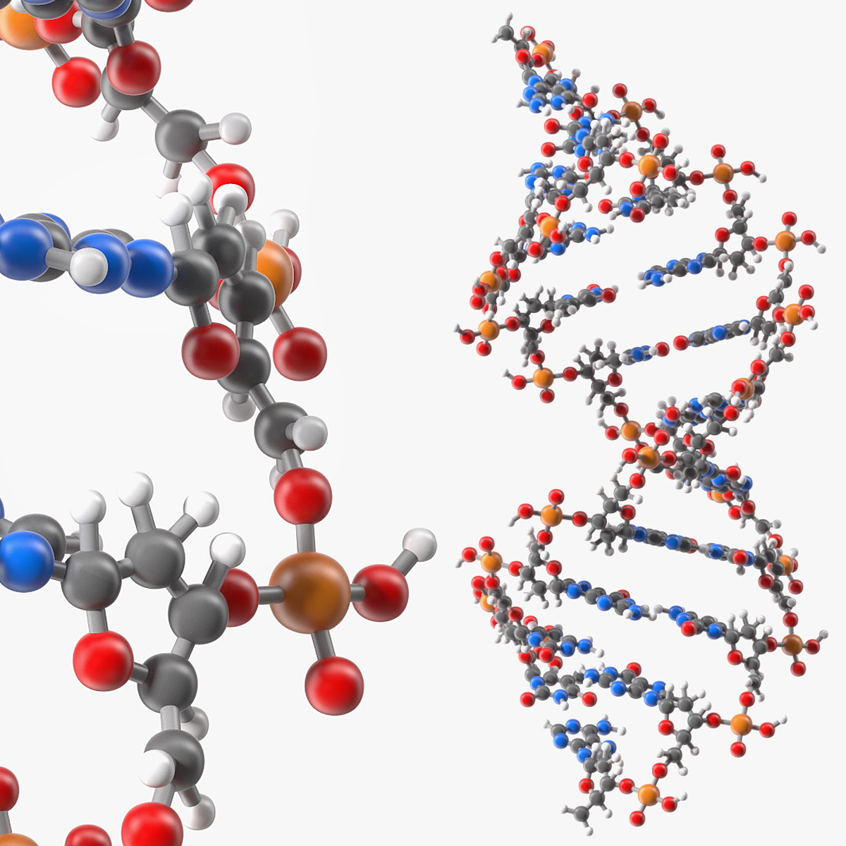 Form DNA Helix, view 3