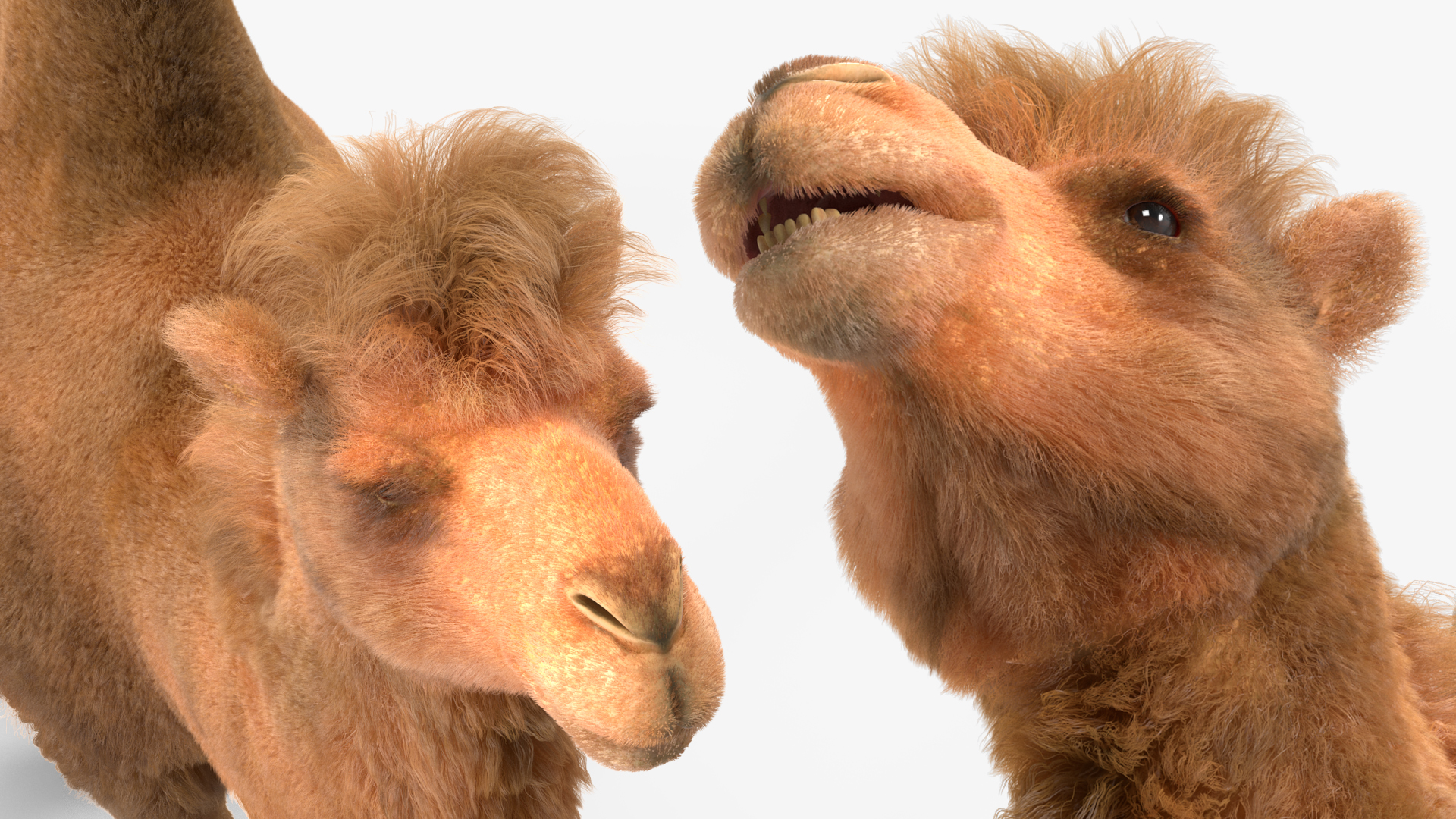 3D Bactrian Camel Walking Pose Fur