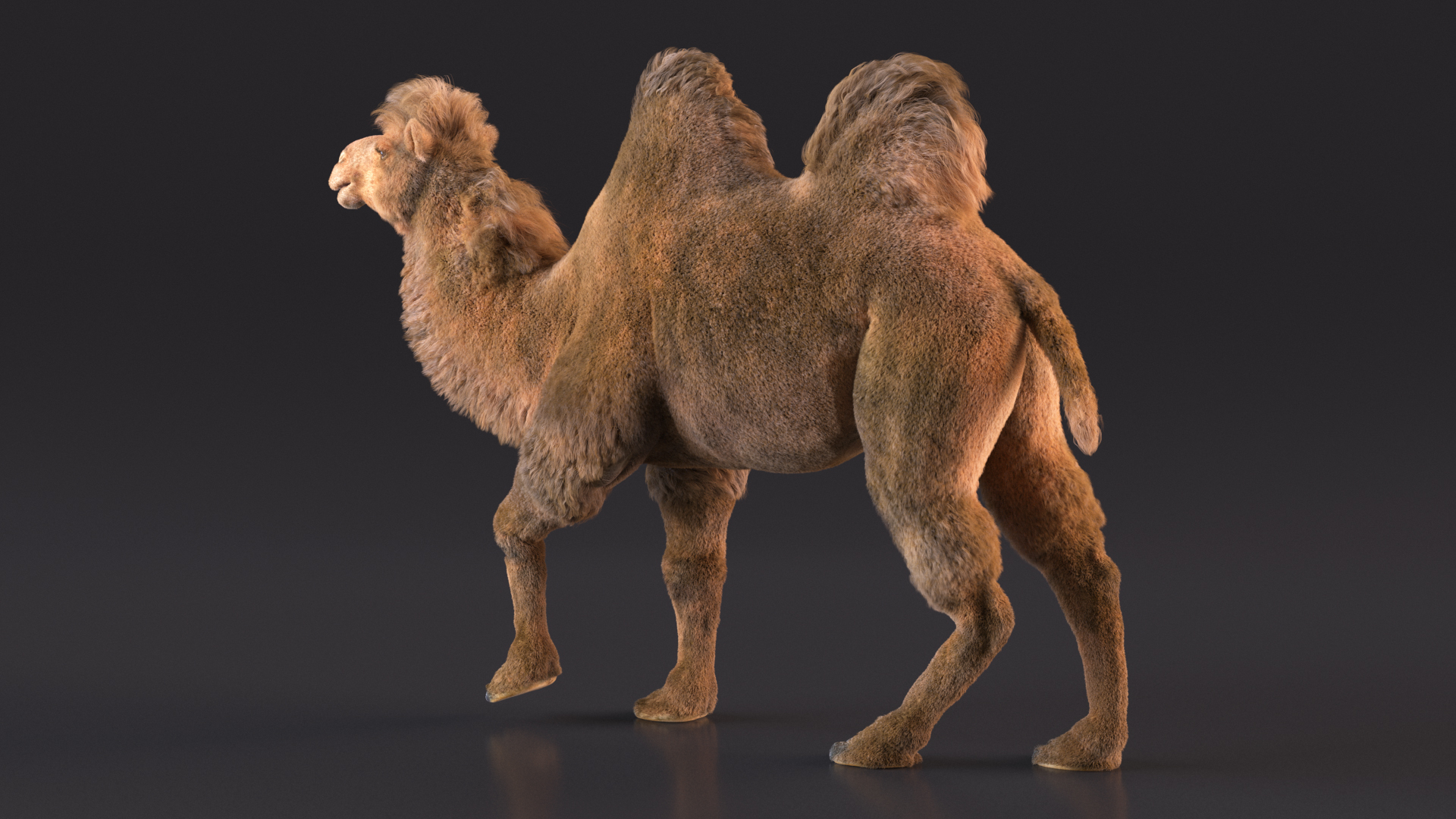 3D Bactrian Camel Walking Pose Fur