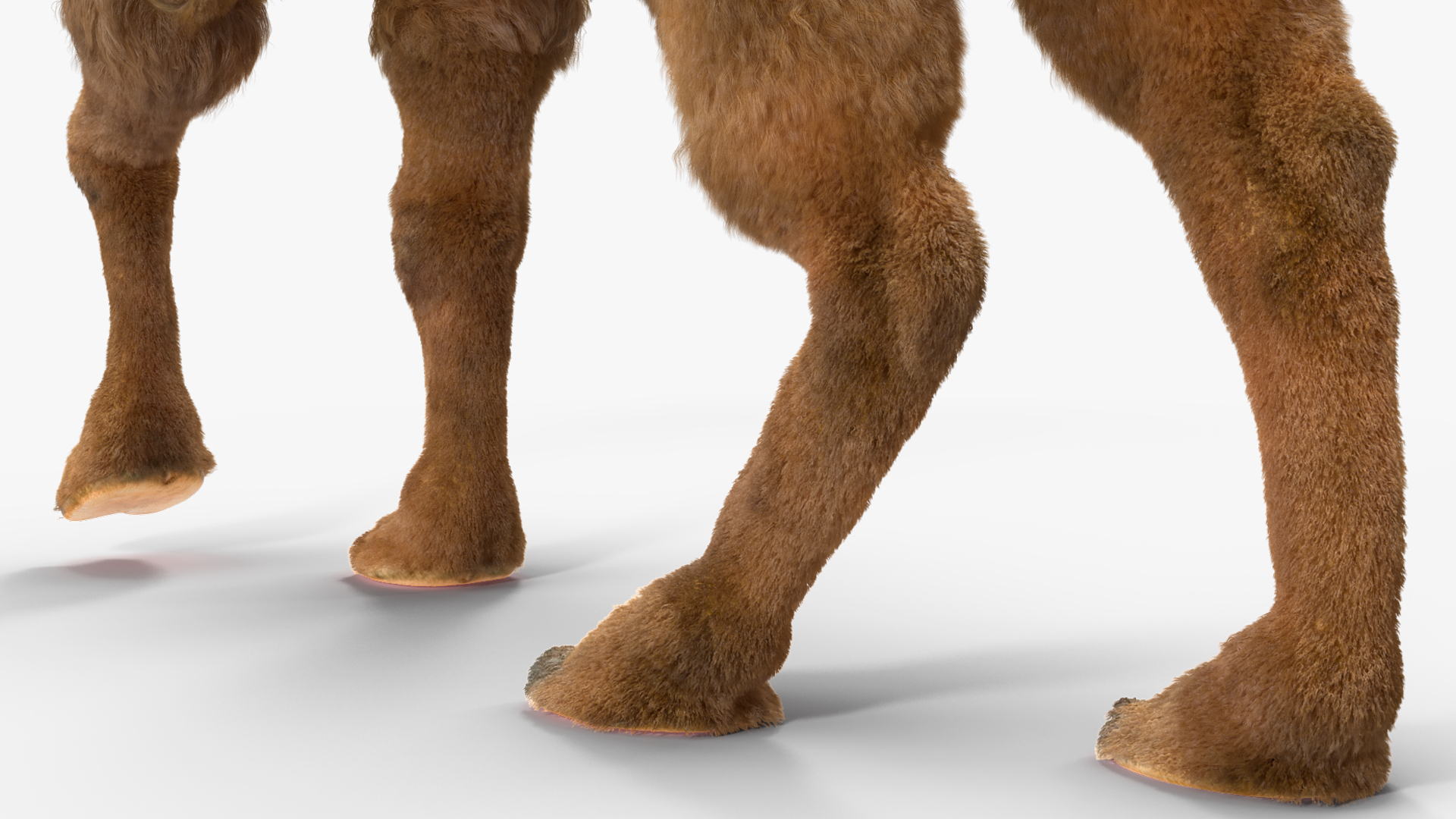 3D Bactrian Camel Walking Pose Fur