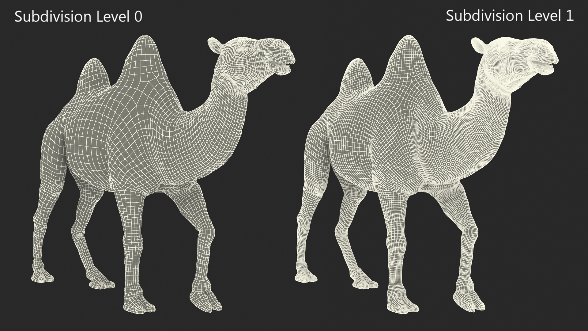 3D Bactrian Camel Walking Pose Fur