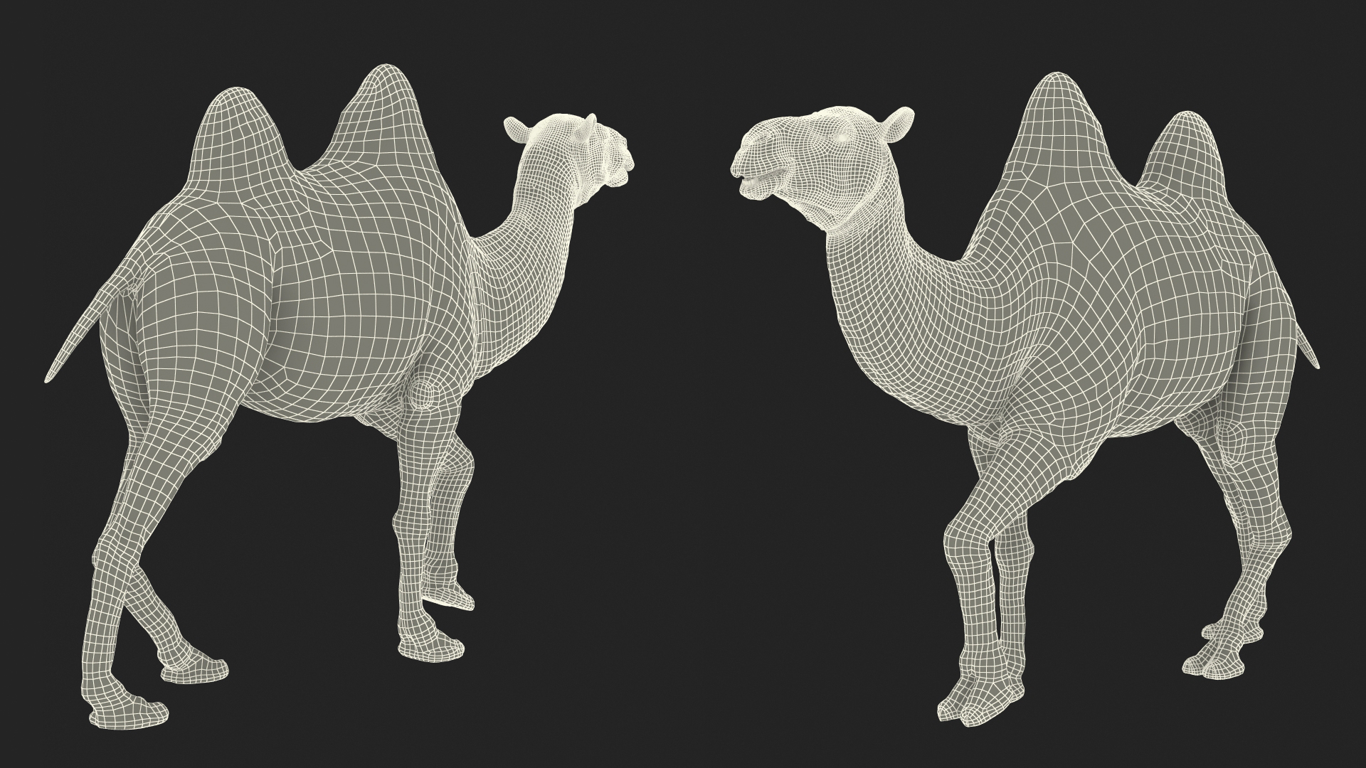 3D Bactrian Camel Walking Pose Fur