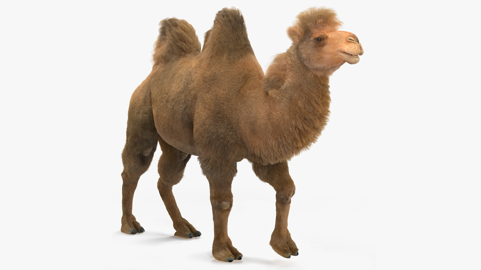 3D Bactrian Camel Walking Pose Fur