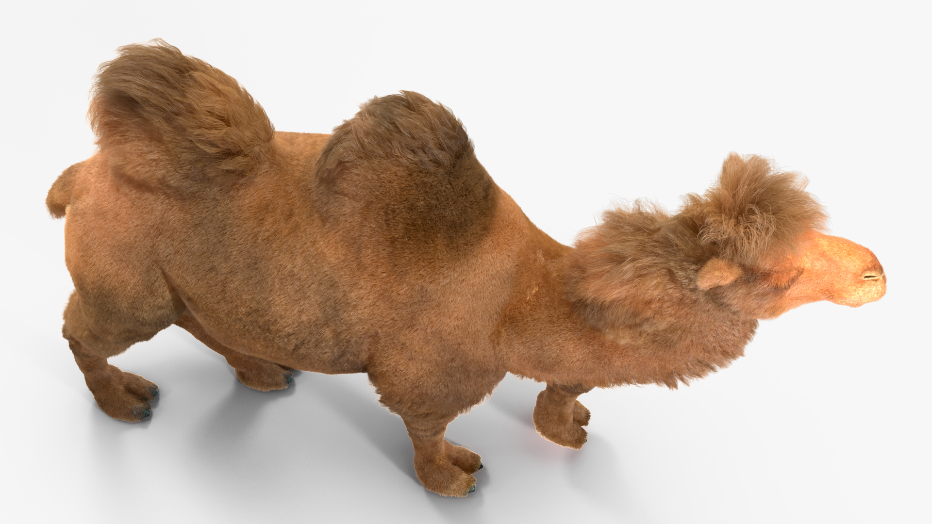3D Bactrian Camel Walking Pose Fur