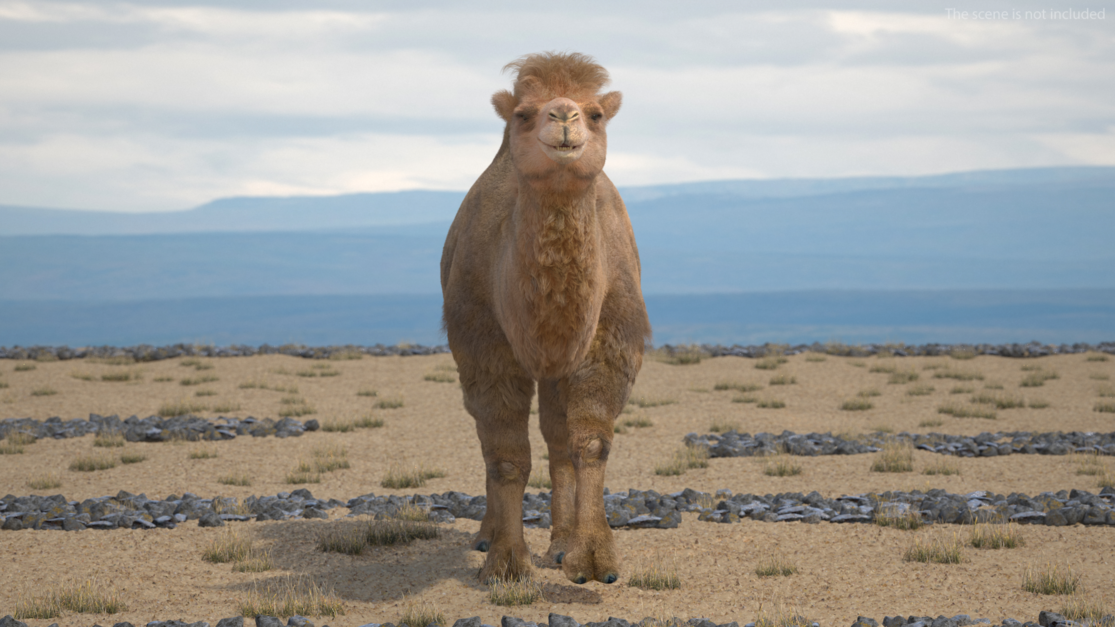 3D Bactrian Camel Walking Pose Fur