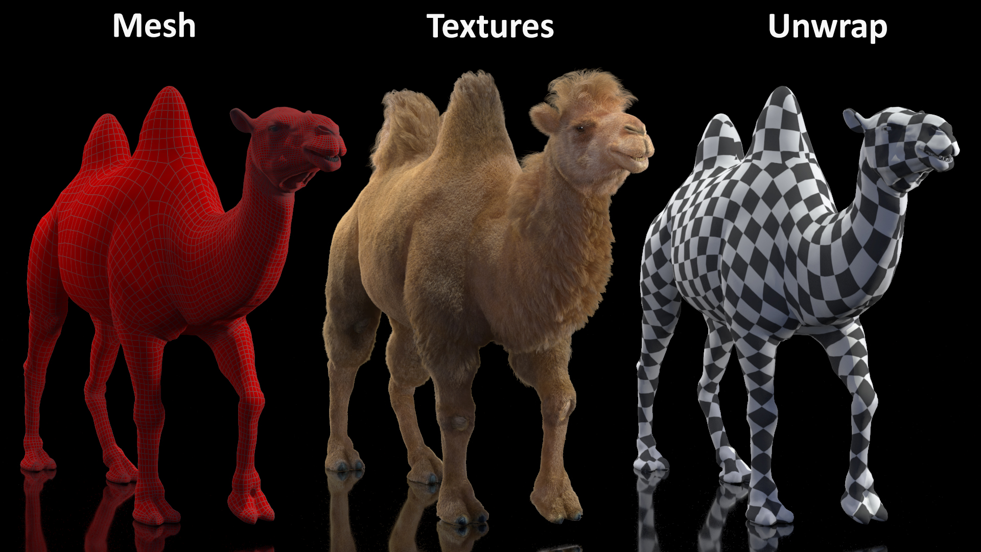 3D Bactrian Camel Walking Pose Fur