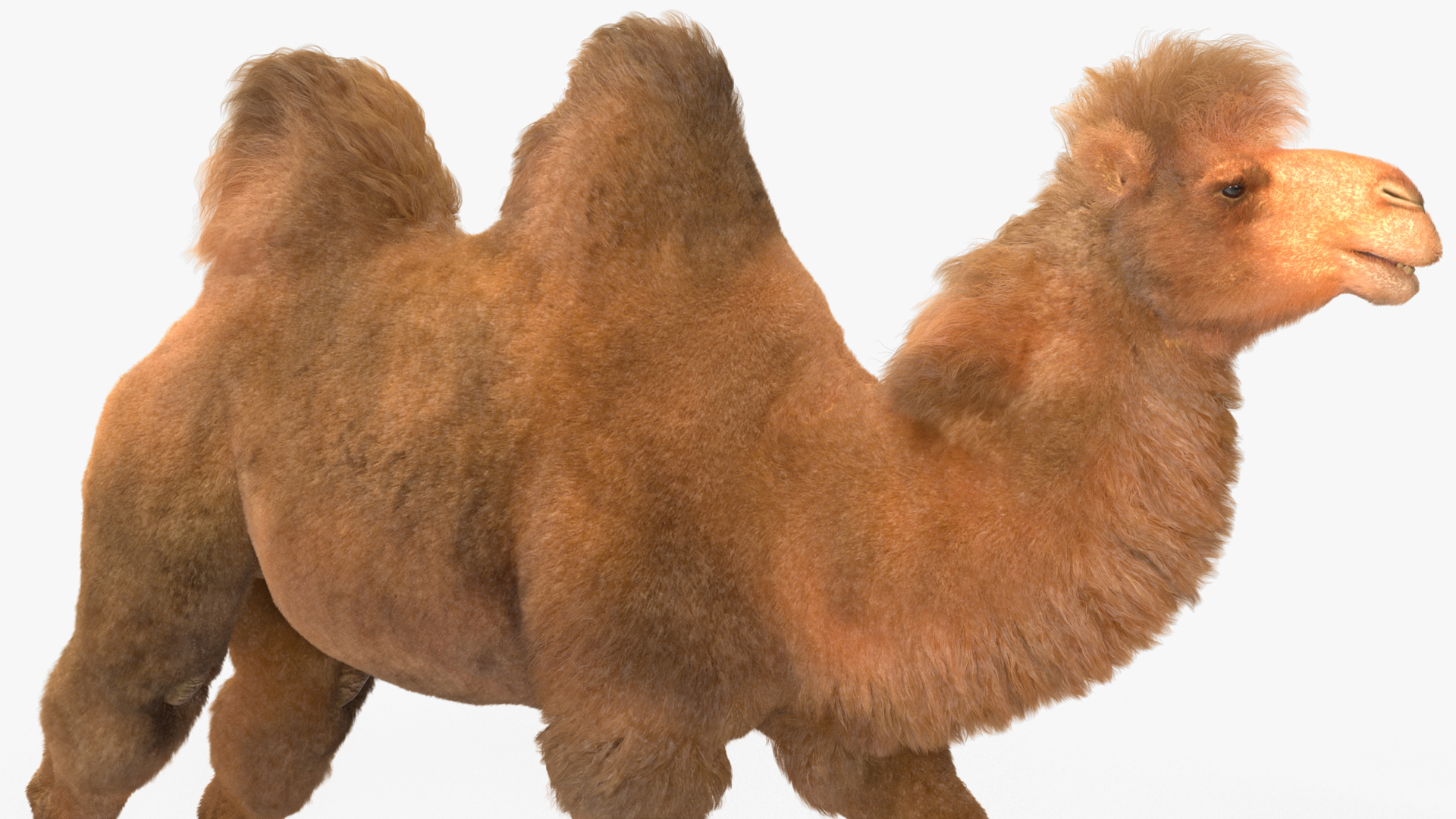 3D Bactrian Camel Walking Pose Fur