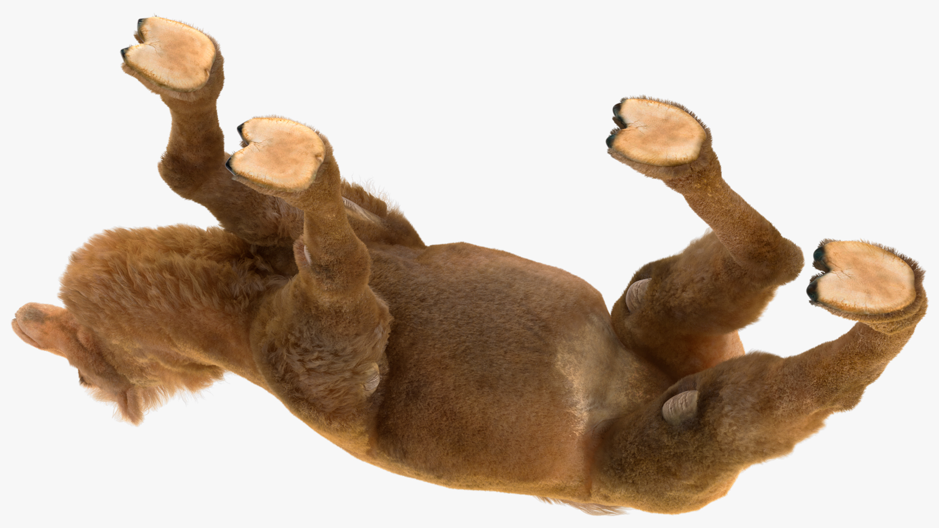 3D Bactrian Camel Walking Pose Fur