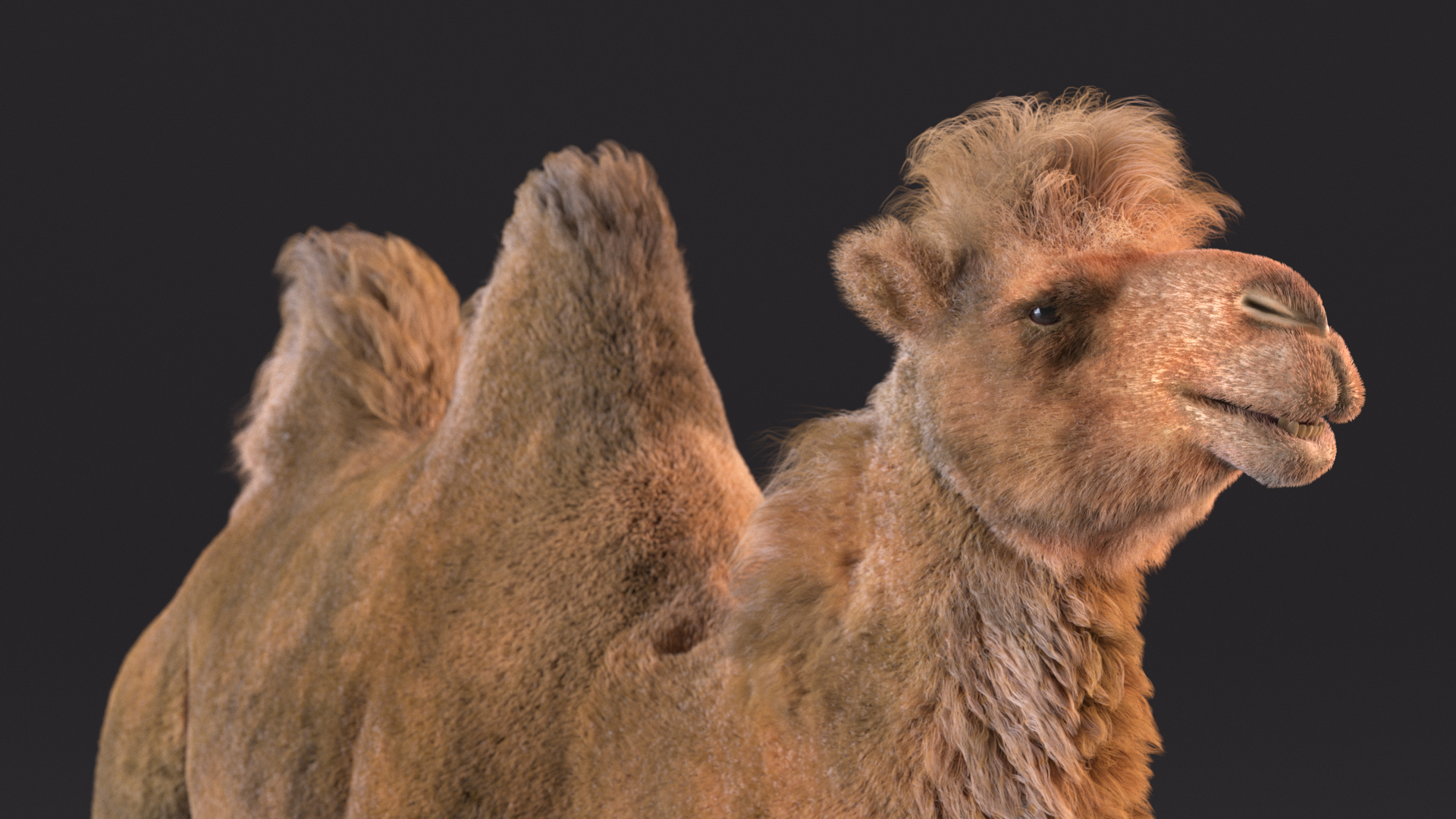 3D Bactrian Camel Walking Pose Fur