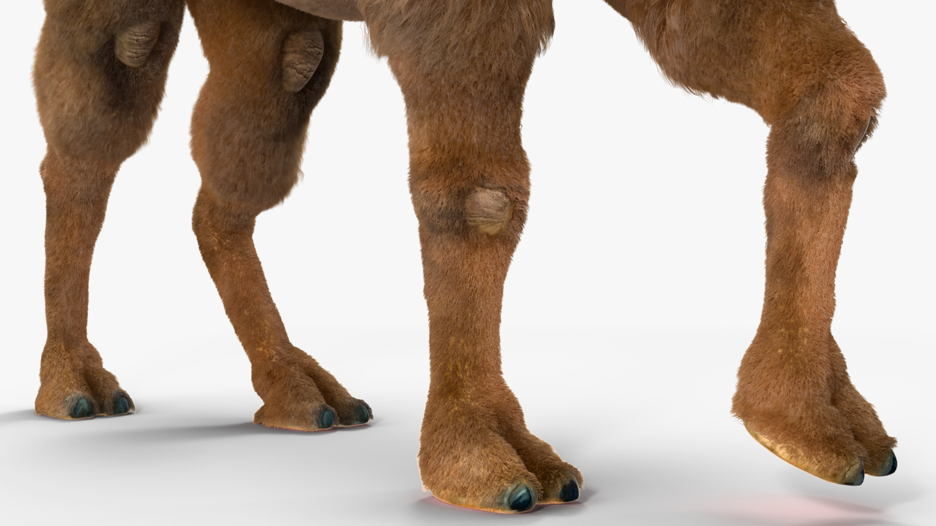 3D Bactrian Camel Walking Pose Fur