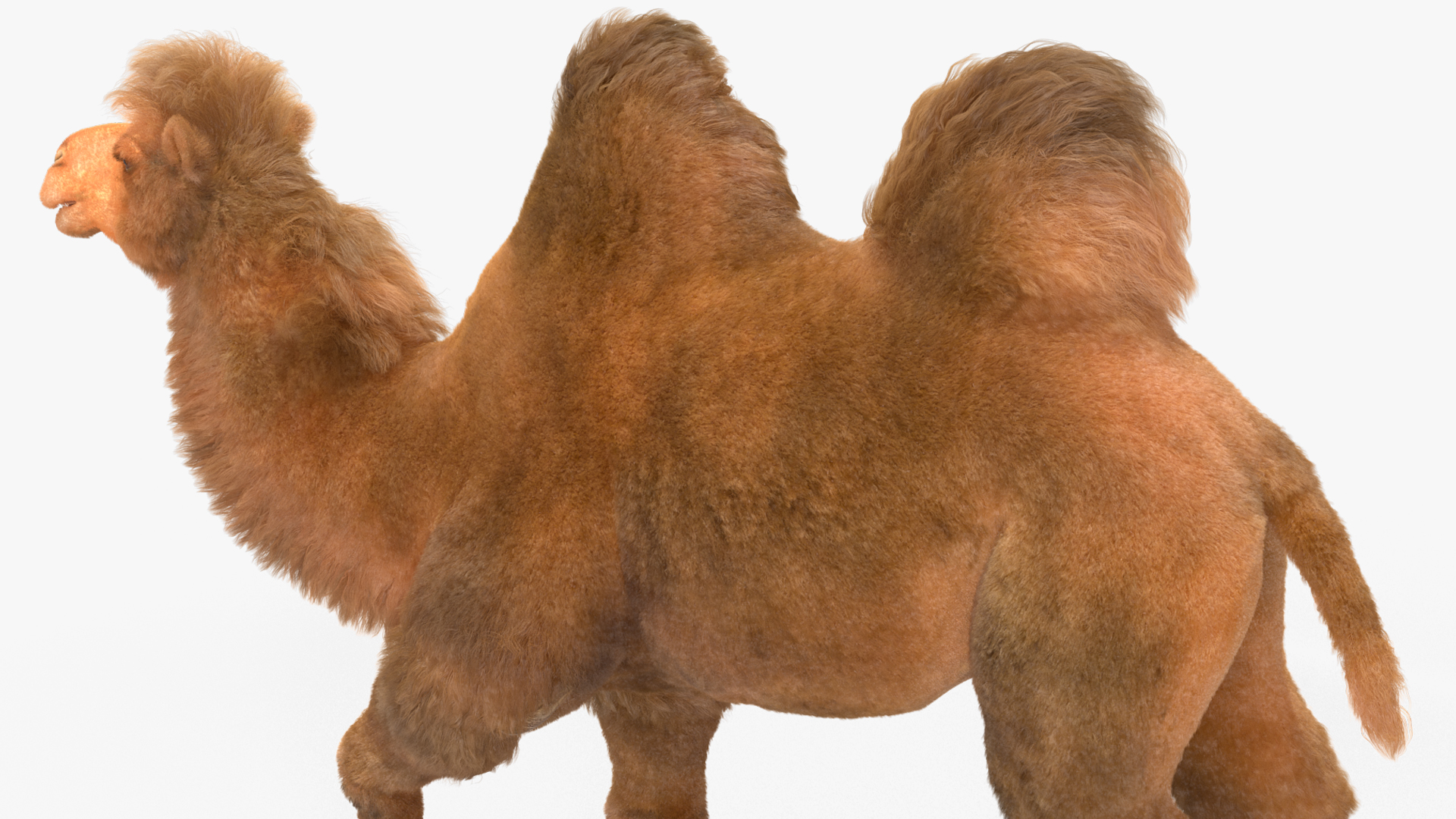 3D Bactrian Camel Walking Pose Fur
