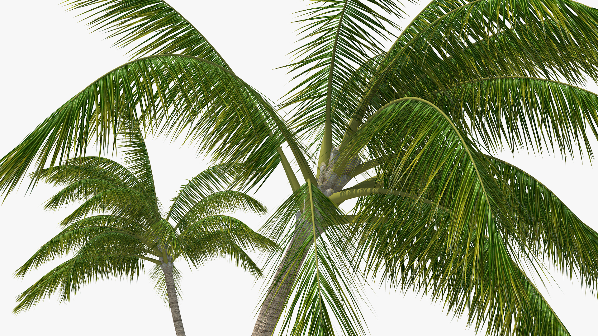 3D Tropical Island with Palms