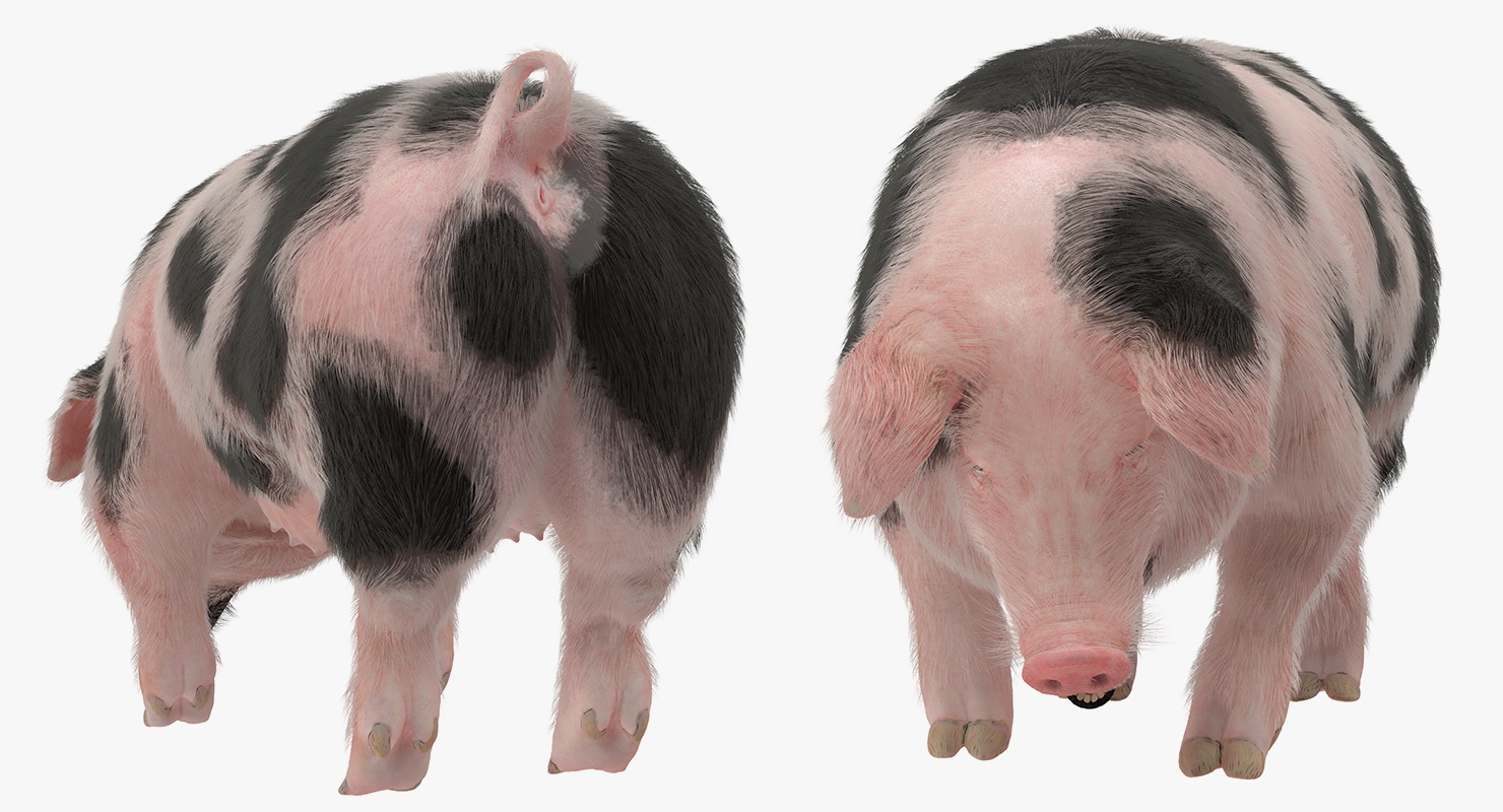 Pig Sow Peitrain Standing Pose with Fur 3D model