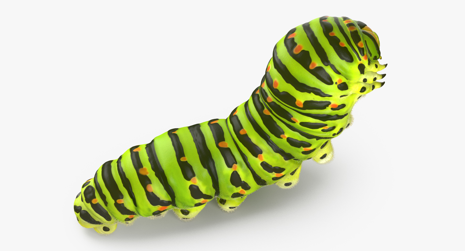 Caterpillar Rigged with Fur 3D
