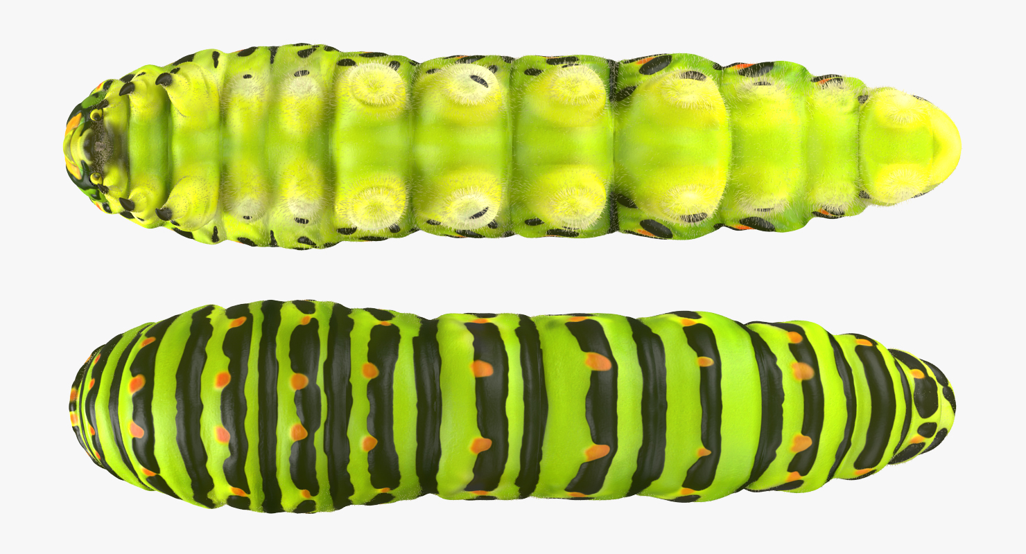 Caterpillar Rigged with Fur 3D