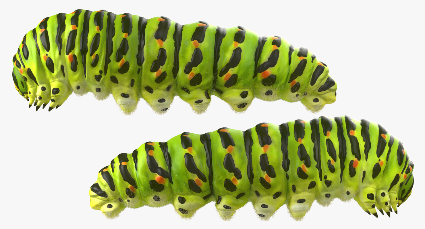 Caterpillar Rigged with Fur 3D