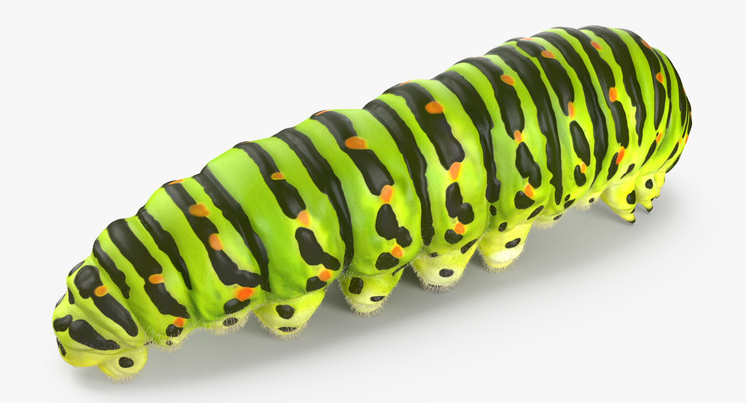 Caterpillar Rigged with Fur 3D