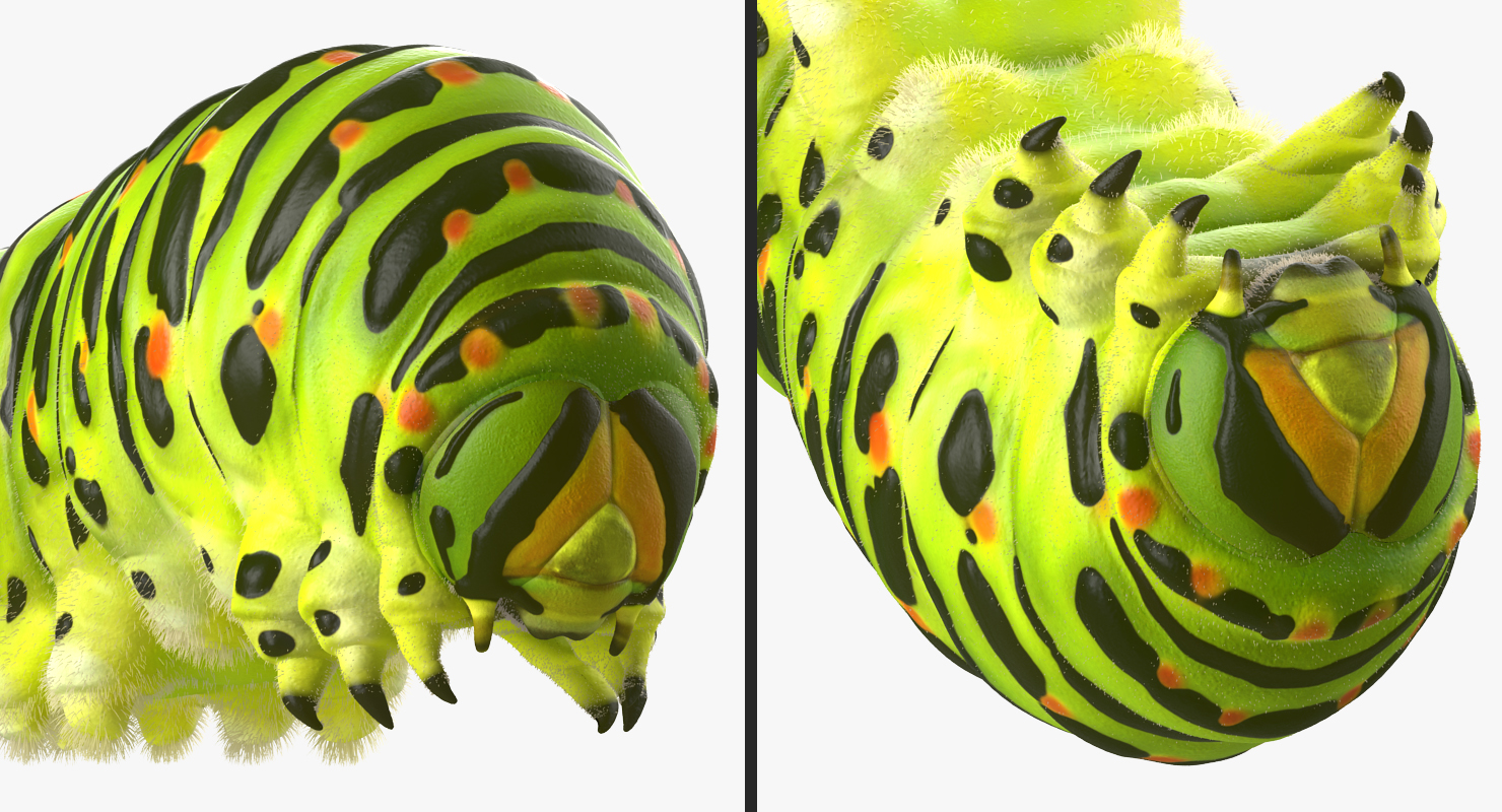 Caterpillar Rigged with Fur 3D