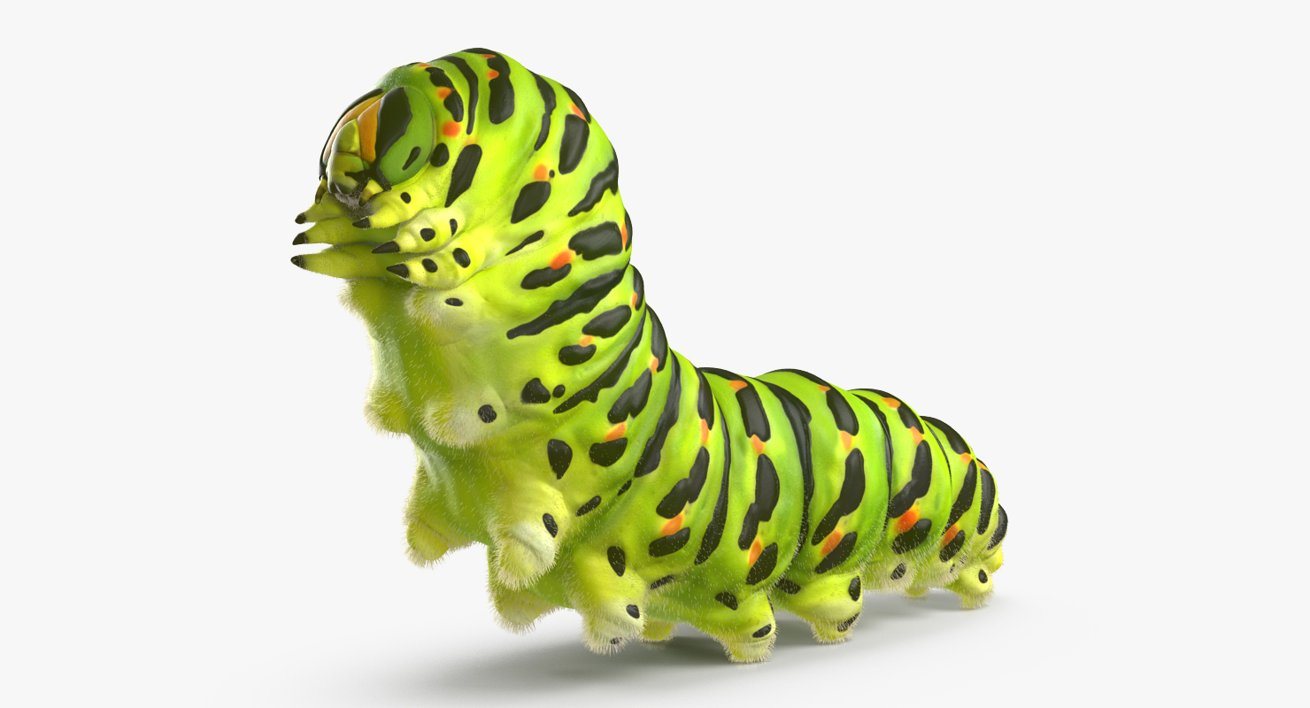 Caterpillar Rigged with Fur 3D